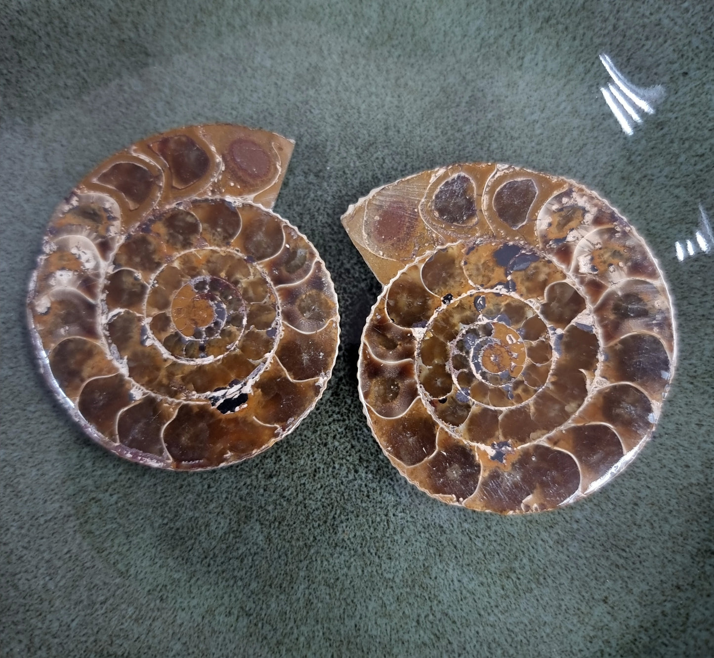 CLEONICERAS AMMONITE PAIRS - AURA CLEANSING