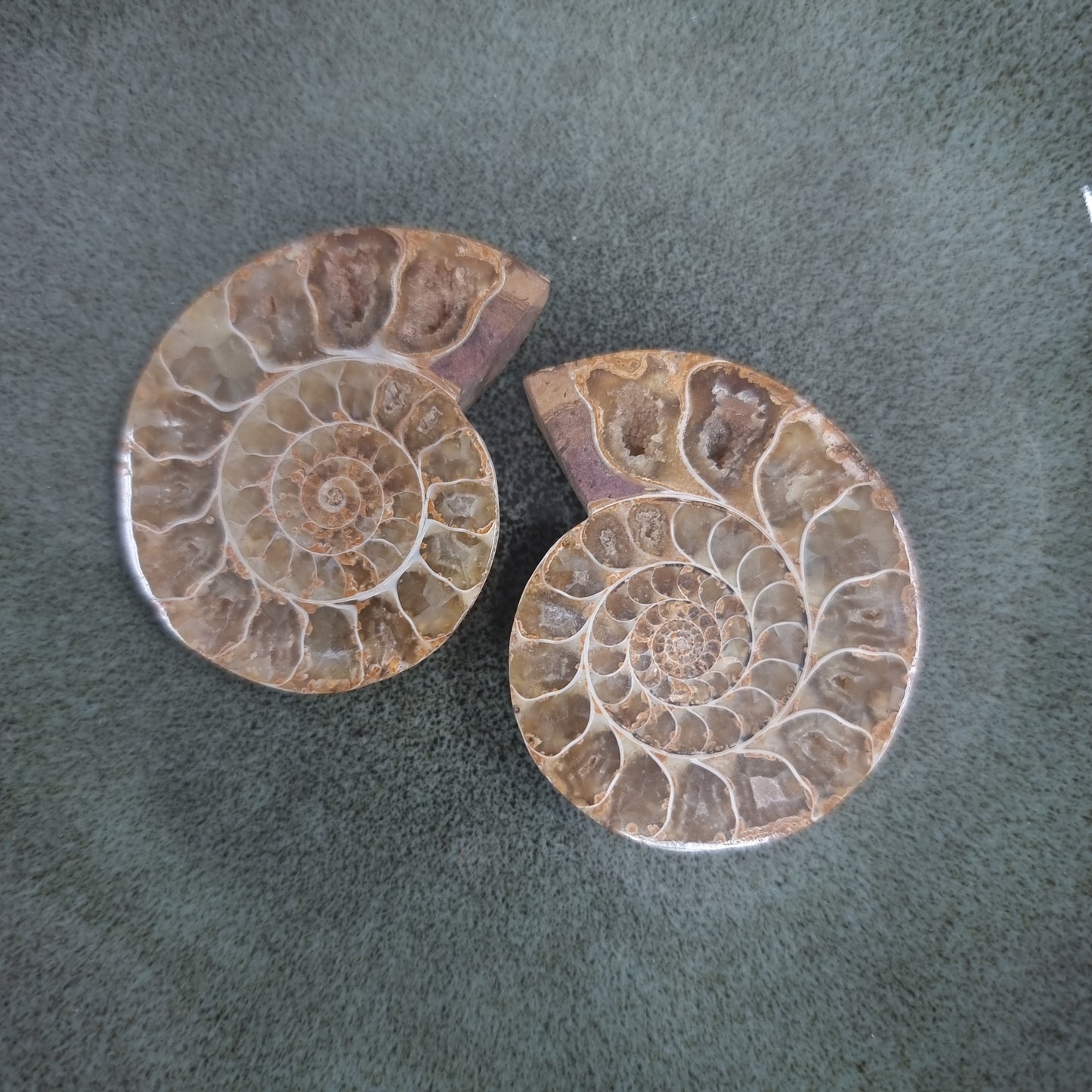 CLEONICERAS AMMONITE PAIRS - AURA CLEANSING