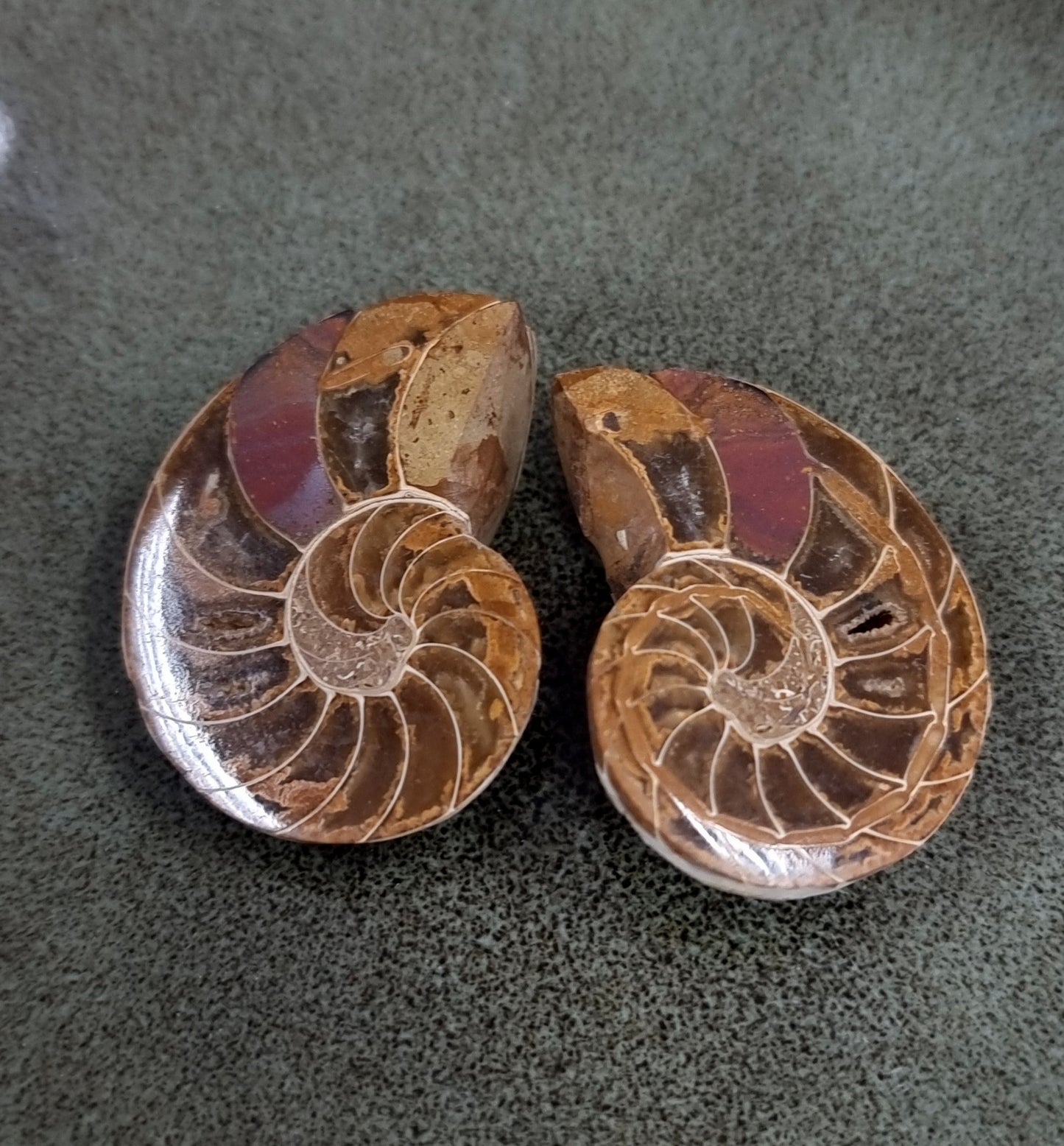 CLEONICERAS AMMONITE PAIRS - AURA CLEANSING