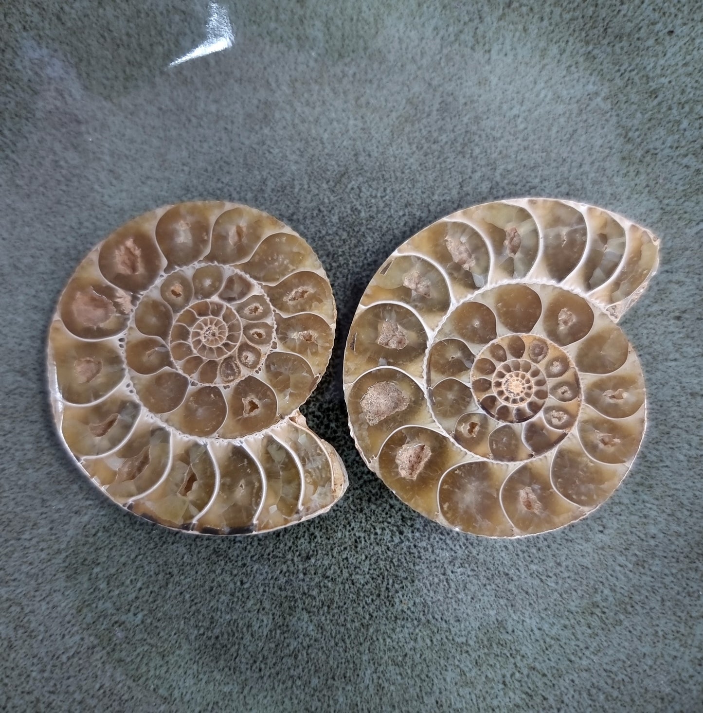 CLEONICERAS AMMONITE PAIRS - AURA CLEANSING