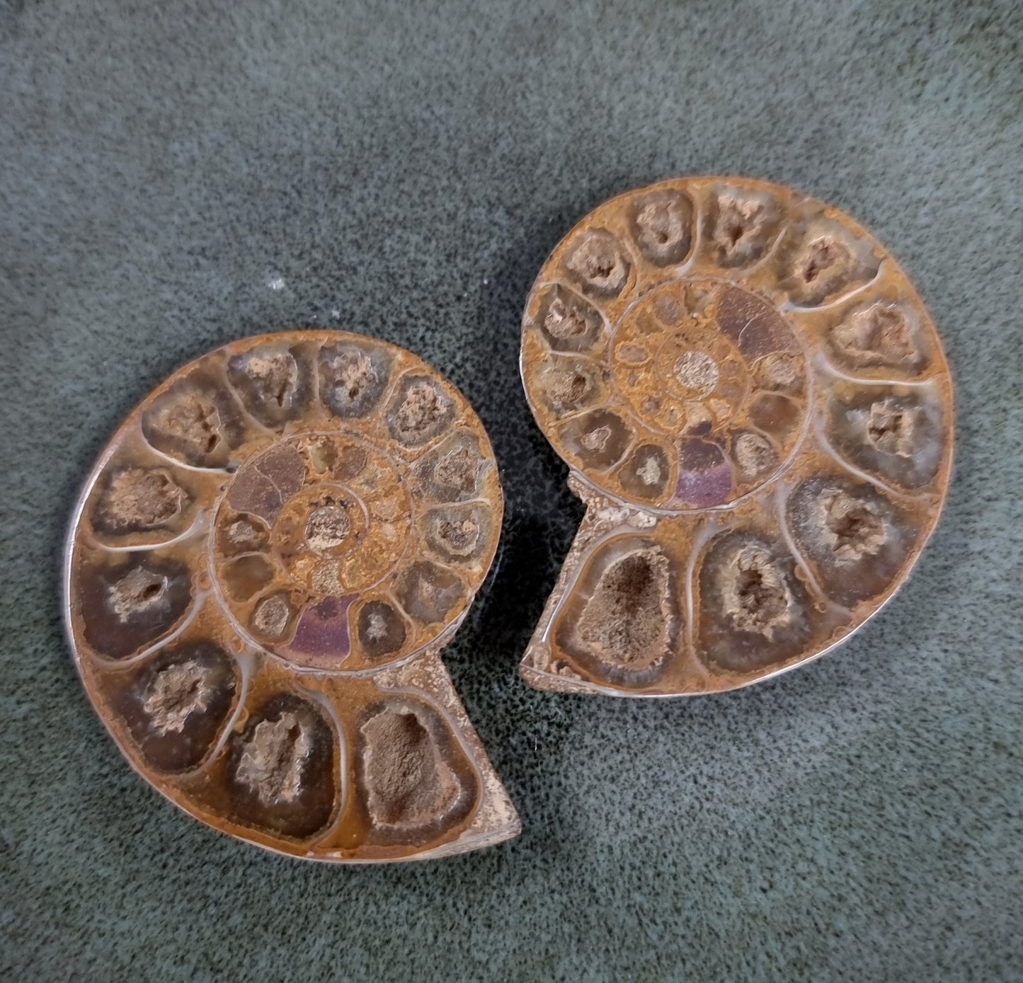 CLEONICERAS AMMONITE PAIRS - AURA CLEANSING