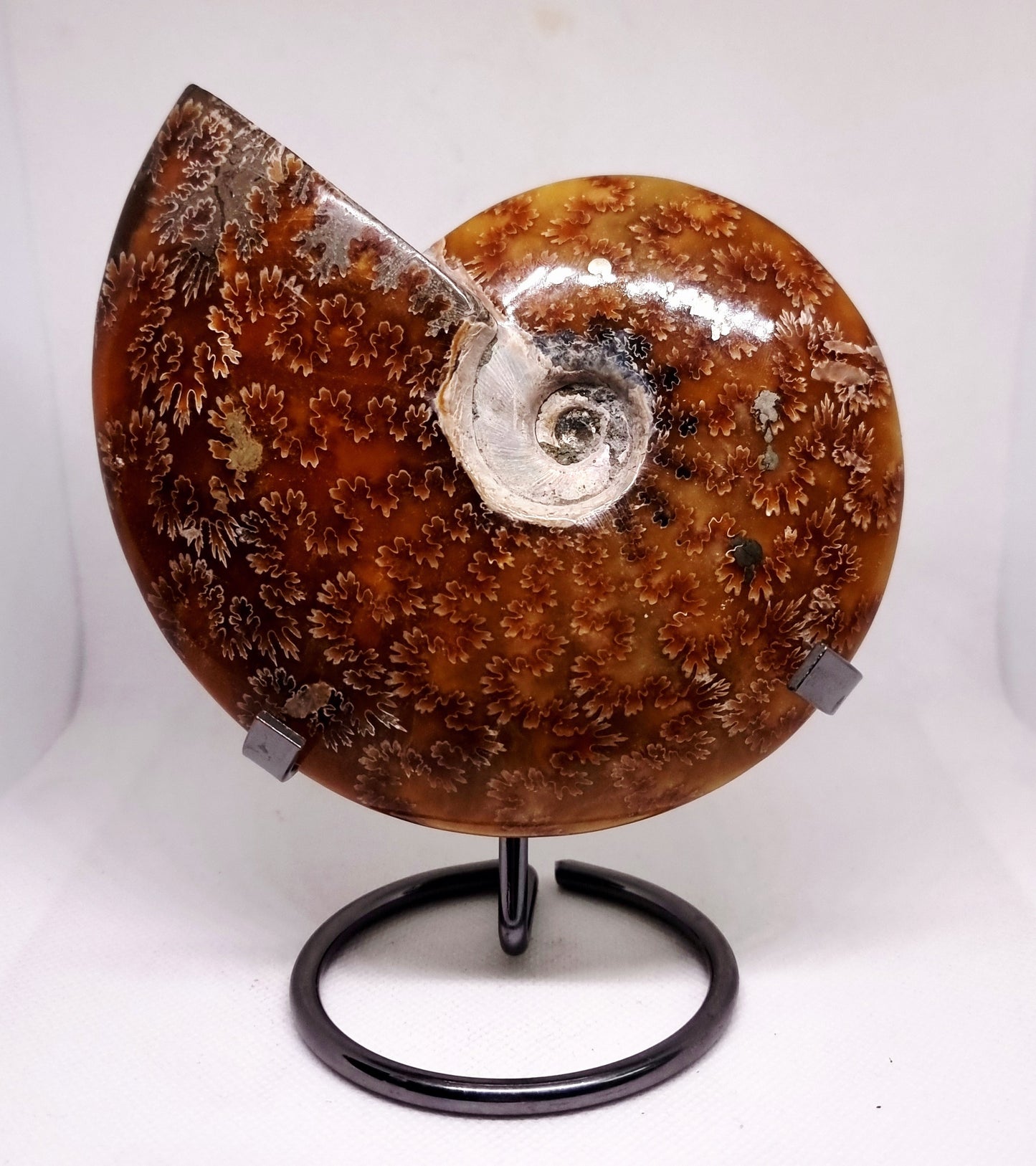 AMMONITE PHYLLOCERAS "JIGSAW" WHOLE FOSSIL - AURA CLEANSING