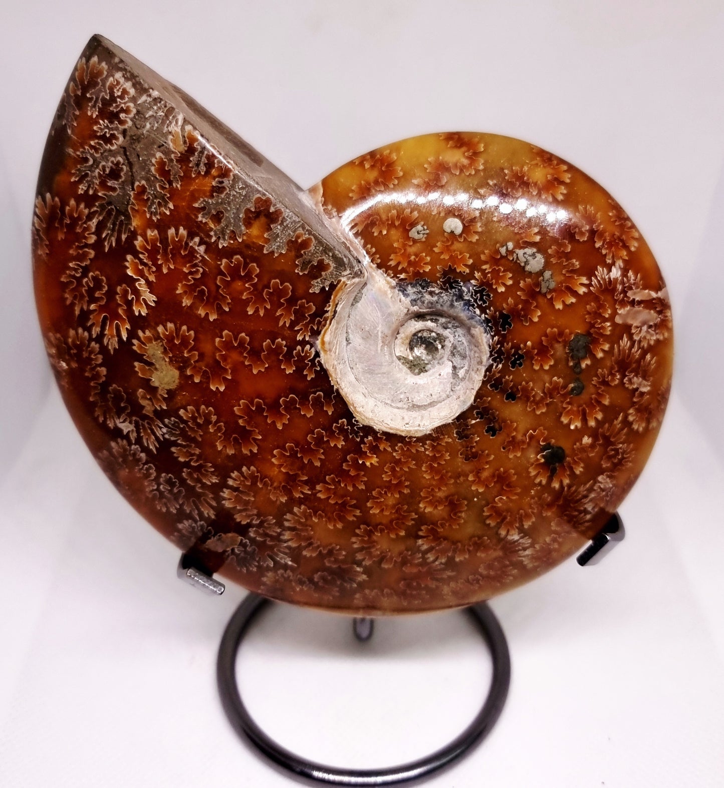 AMMONITE PHYLLOCERAS "JIGSAW" WHOLE FOSSIL - AURA CLEANSING