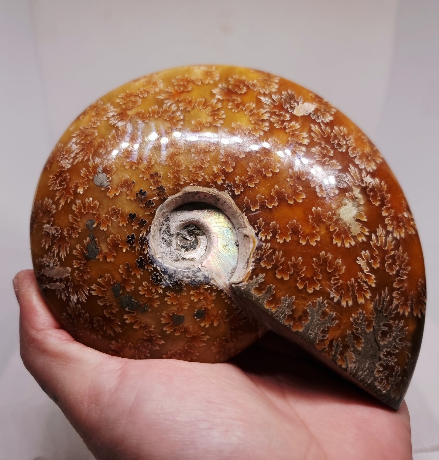 AMMONITE PHYLLOCERAS "JIGSAW" WHOLE FOSSIL - AURA CLEANSING