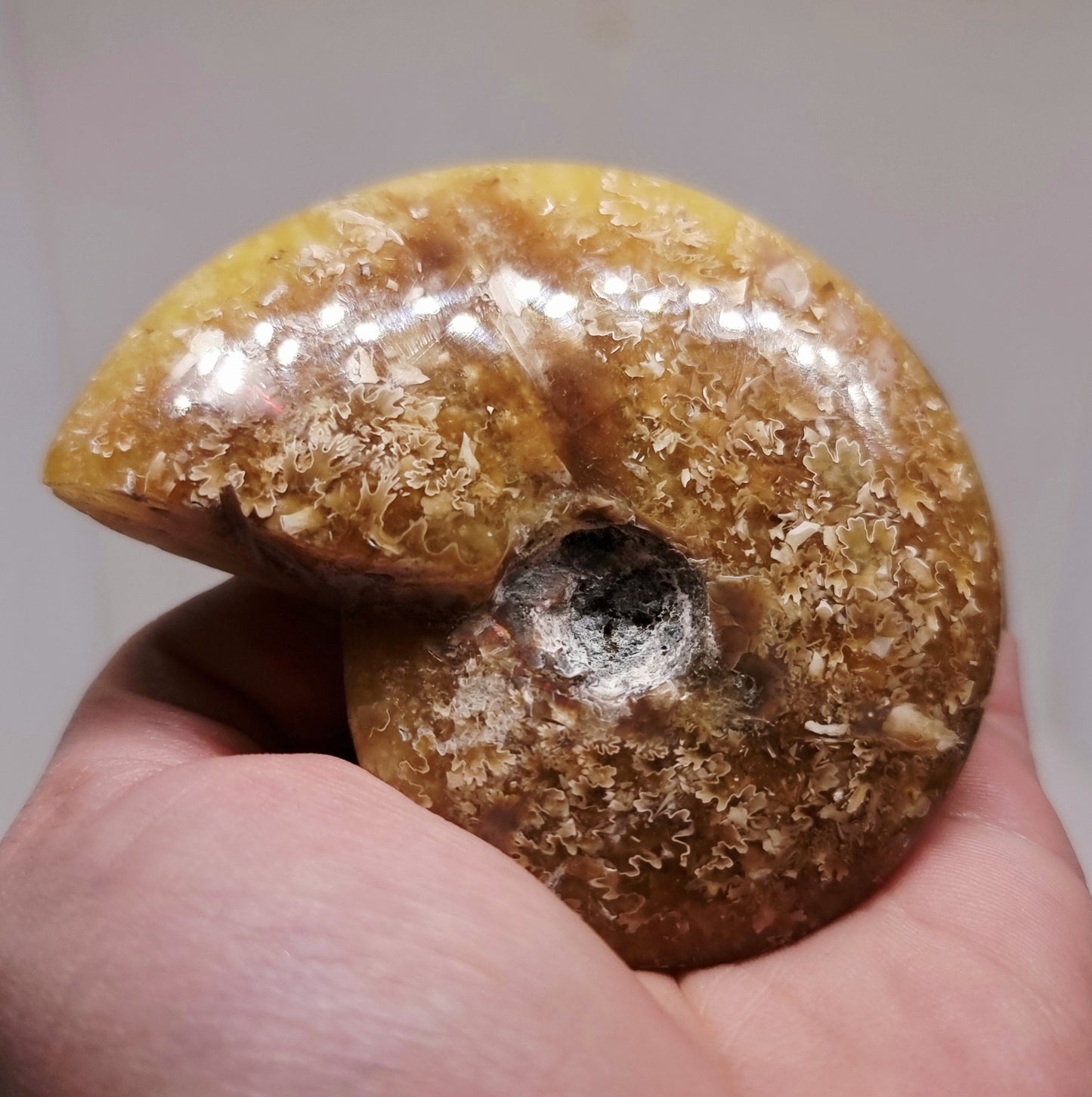 AMMONITE PHYLLOCERAS "JIGSAW" WHOLE FOSSIL - AURA CLEANSING