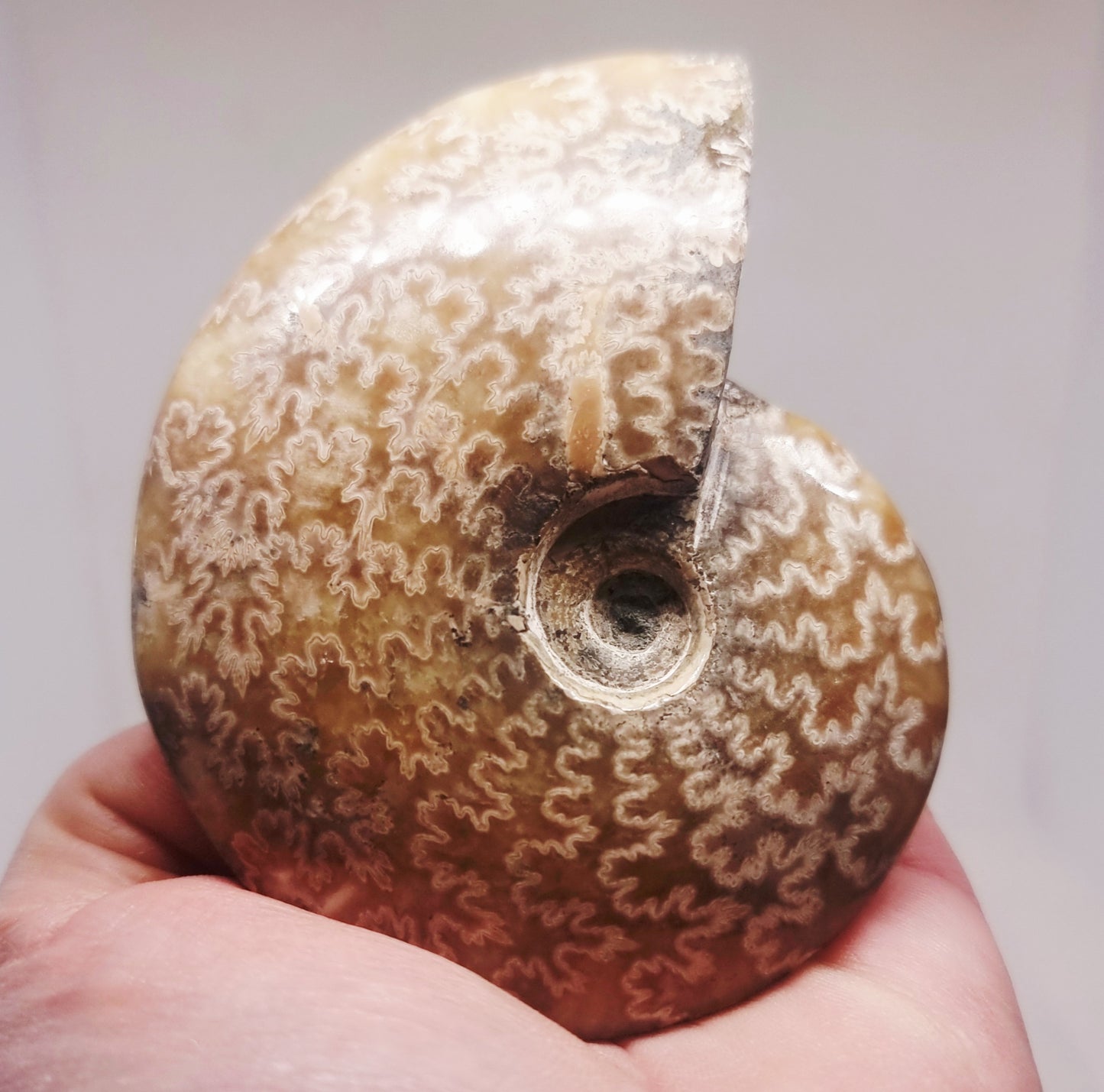 AMMONITE PHYLLOCERAS "JIGSAW" WHOLE FOSSIL 163 g - AURA CLEANSING
