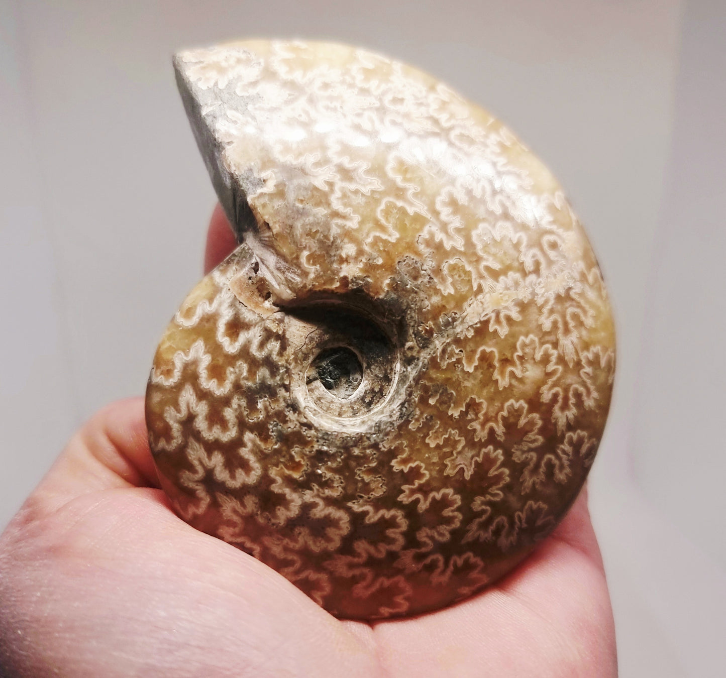 AMMONITE PHYLLOCERAS "JIGSAW" WHOLE FOSSIL 163 g - AURA CLEANSING