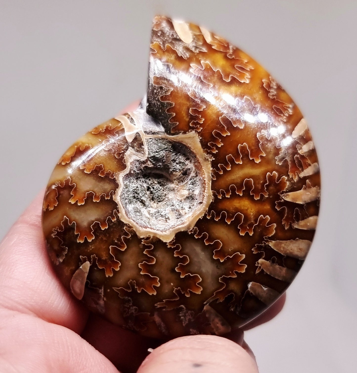 AMMONITE PHYLLOCERAS "JIGSAW" WHOLE FOSSIL 81 g - AURA CLEANSING