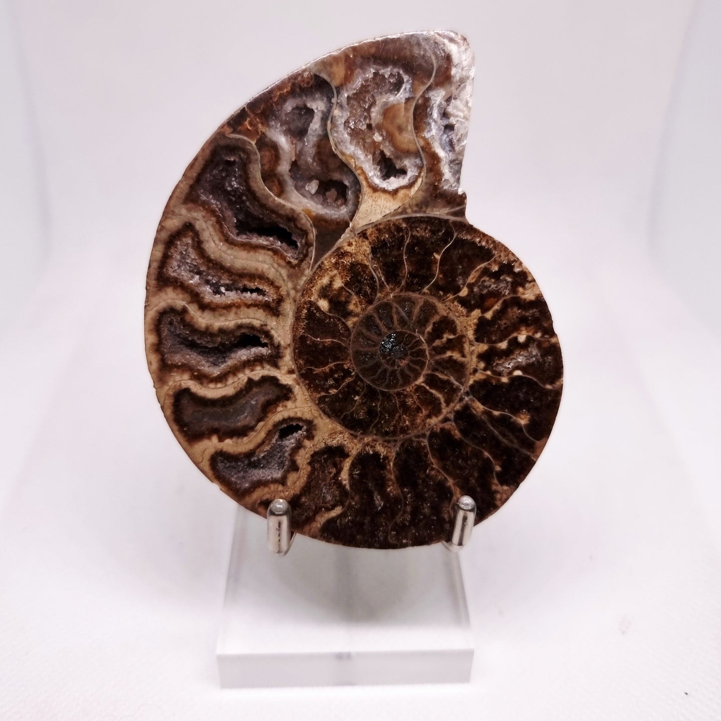 BLACK CLEONICERAS AMMONITE FOSSIL HALVE 101 g (B) - AKASHIC RECORDS