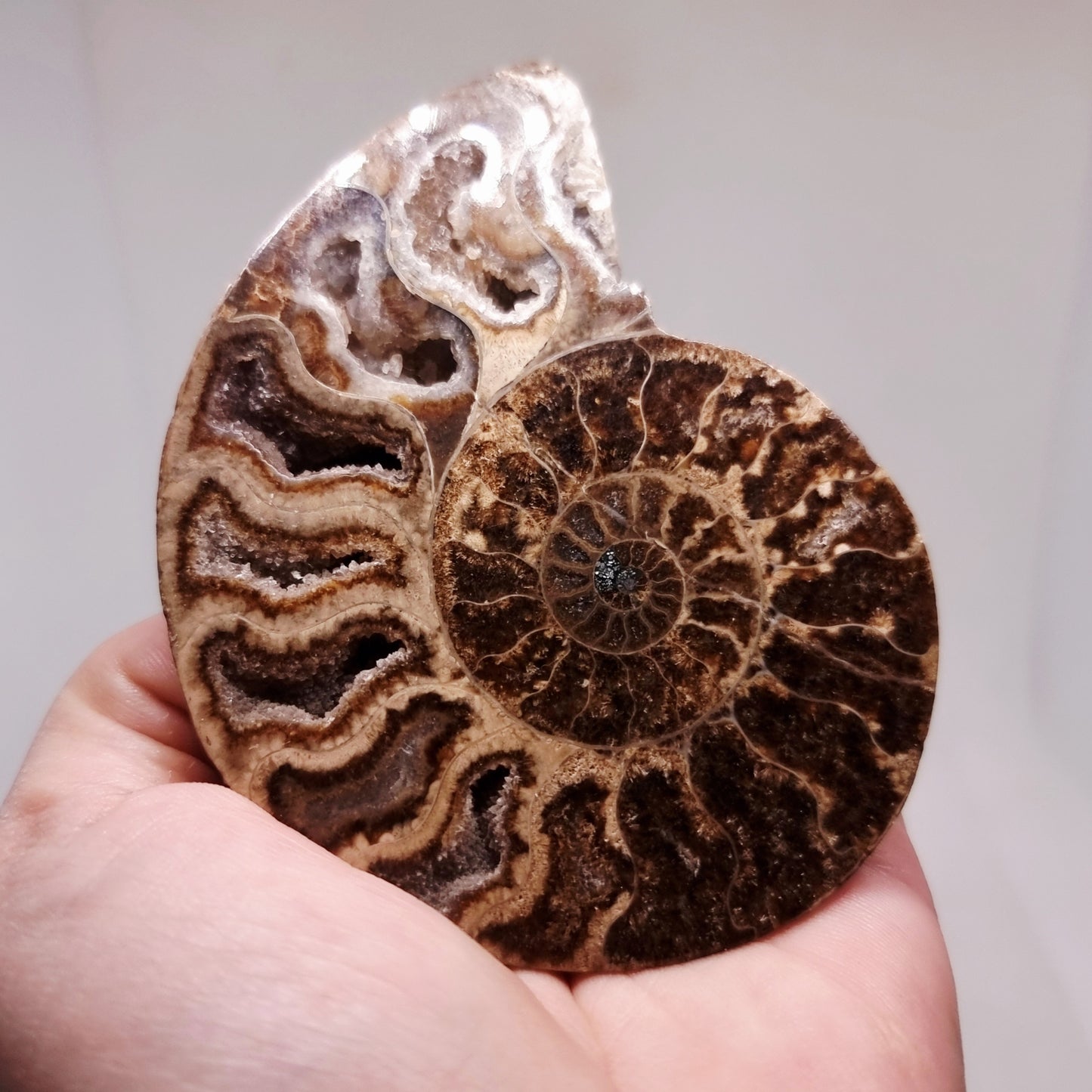 BLACK CLEONICERAS AMMONITE FOSSIL HALVE 101 g (B) - AKASHIC RECORDS