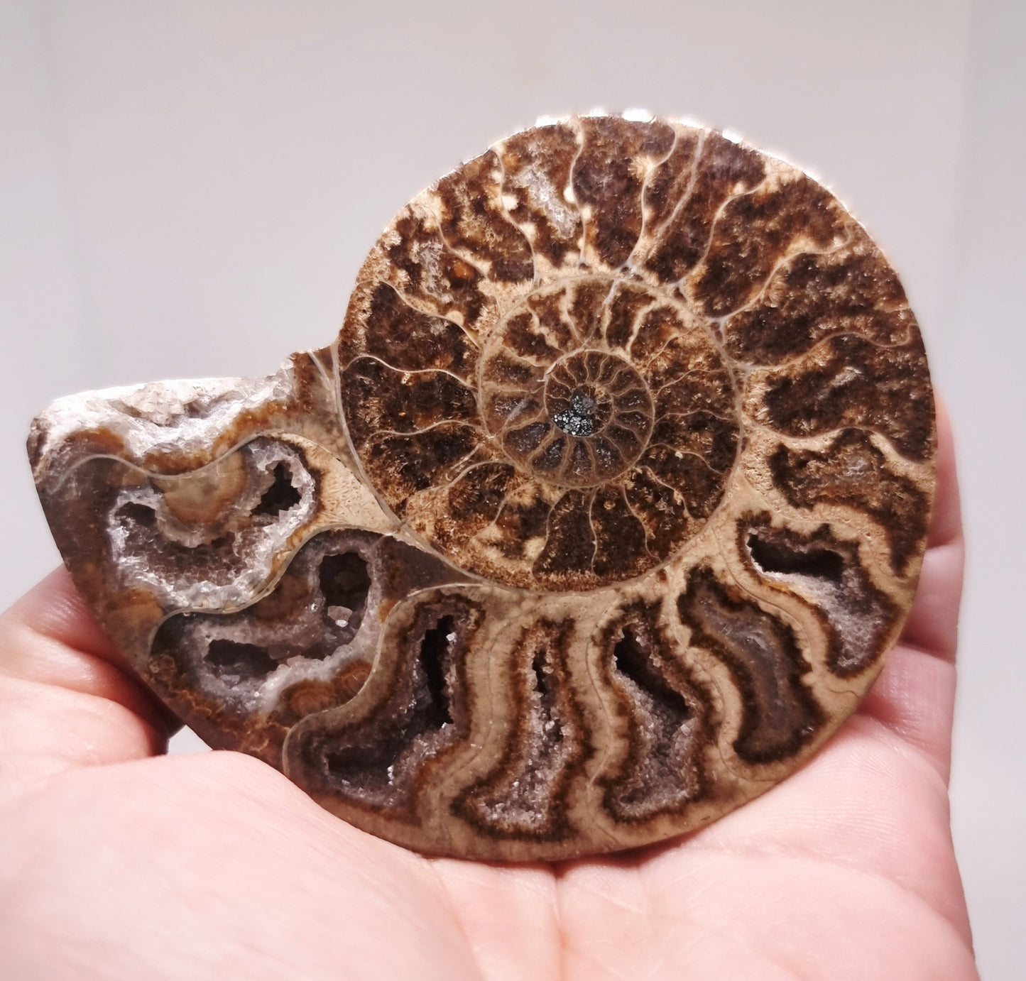 BLACK CLEONICERAS AMMONITE FOSSIL HALVE 101 g (B) - AKASHIC RECORDS