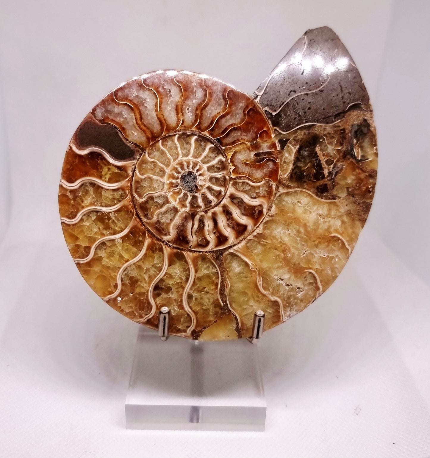 CLEONICERAS AMMONITE HALVE 199 g (A) - AKASHIC RECORDS