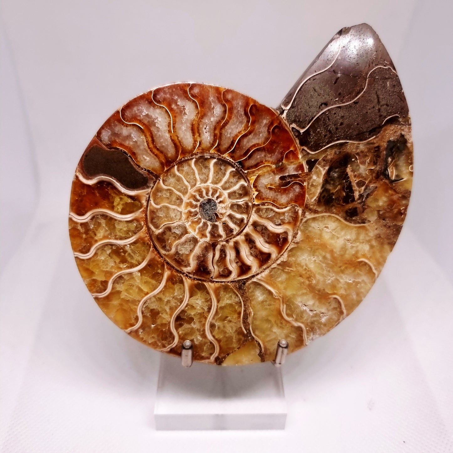 CLEONICERAS AMMONITE HALVE 199 g (A) - AKASHIC RECORDS