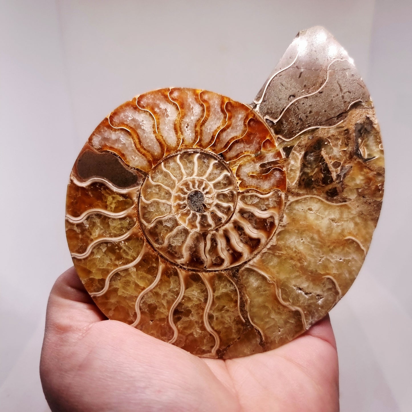 CLEONICERAS AMMONITE HALVE 199 g (A) - AKASHIC RECORDS