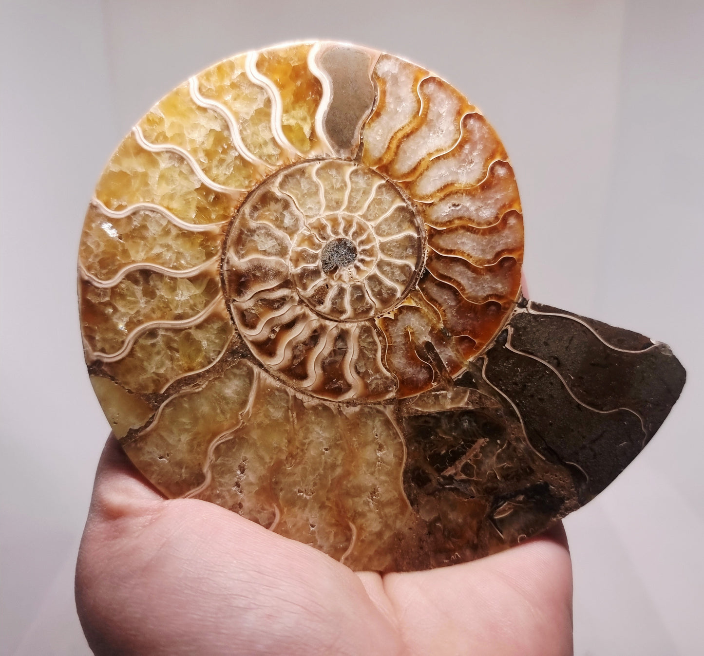 CLEONICERAS AMMONITE HALVE 199 g (A) - AKASHIC RECORDS