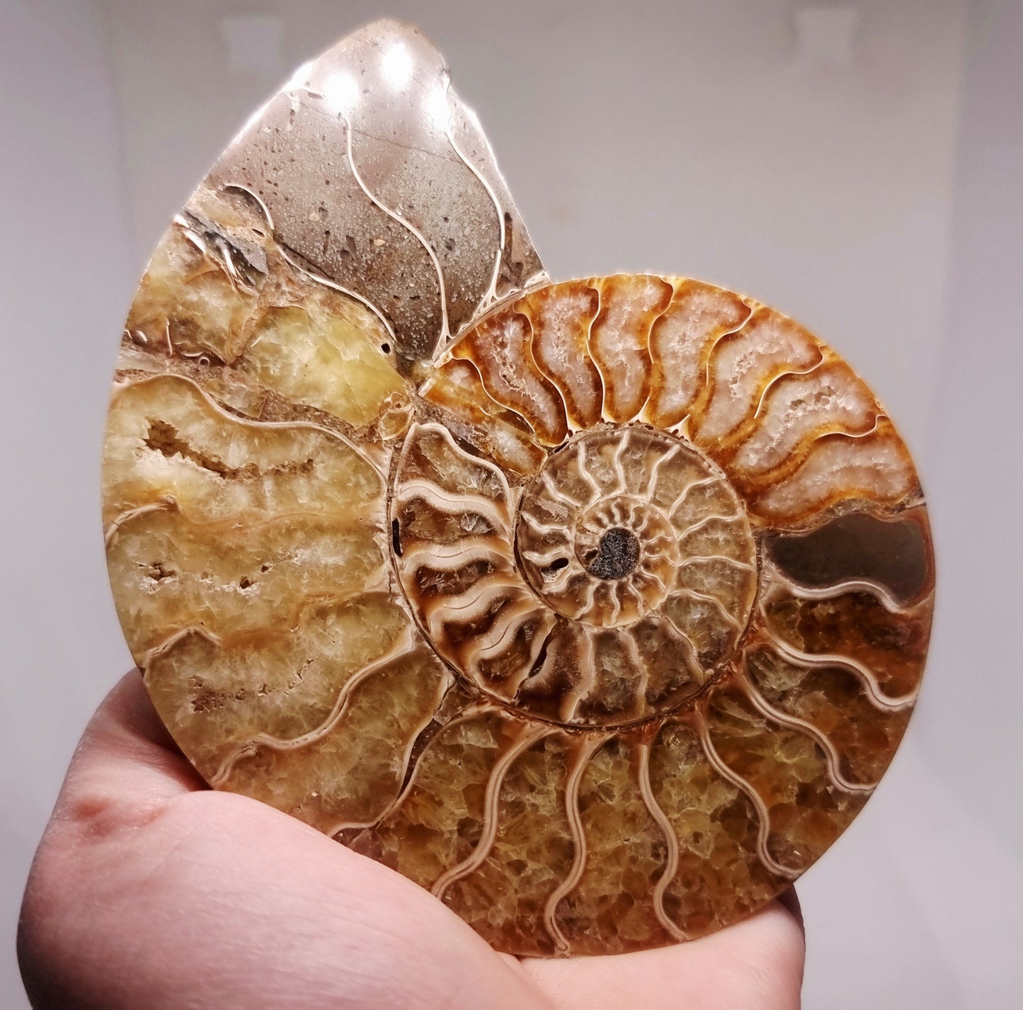 CLEONICERAS AMMONITE HALVE 199 g (B) - AKASHIC RECORDS