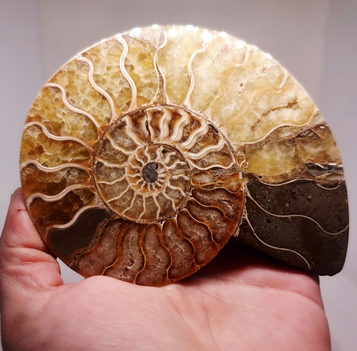 CLEONICERAS AMMONITE HALVE 199 g (B) - AKASHIC RECORDS