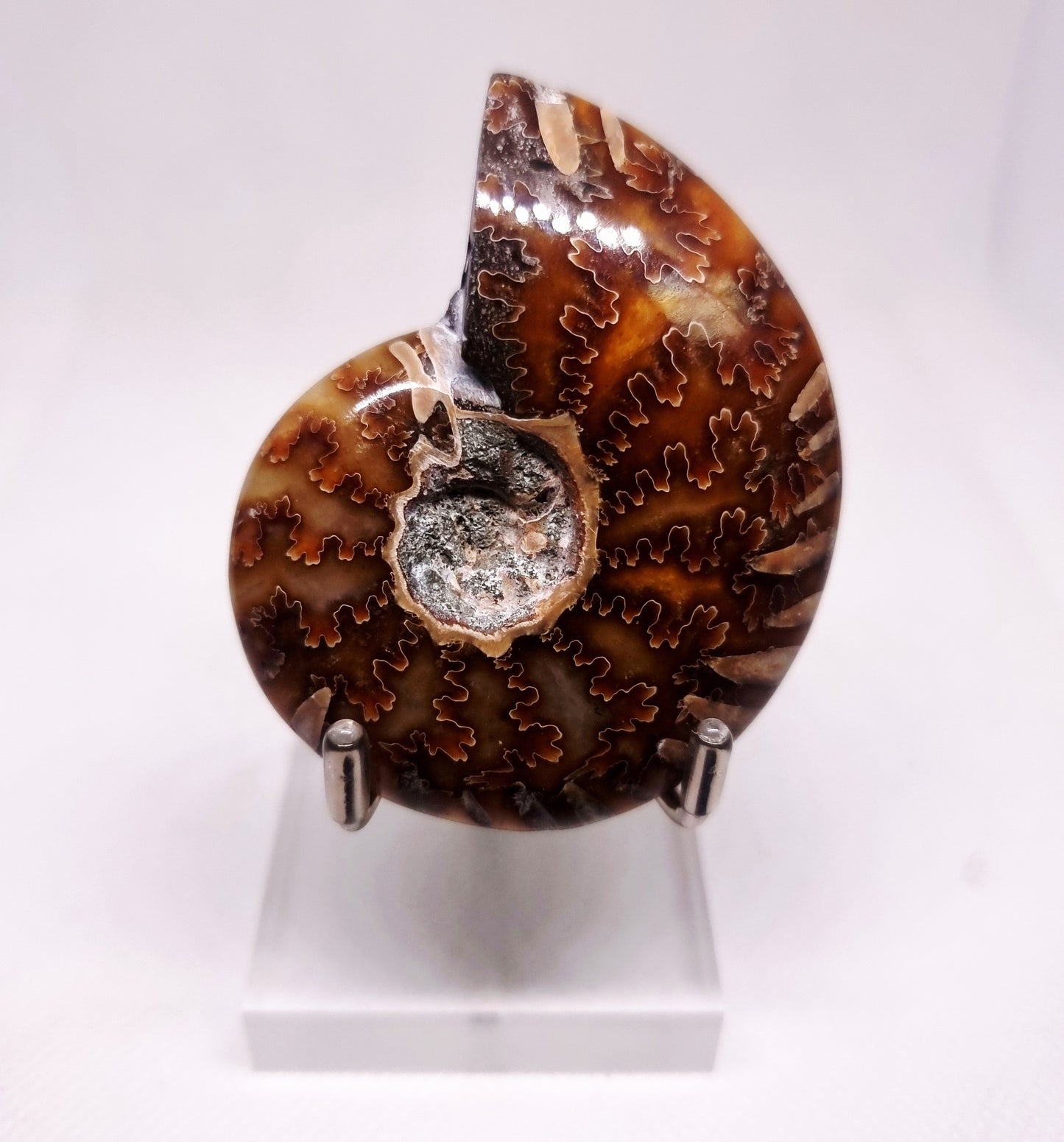 AMMONITE PHYLLOCERAS "JIGSAW" WHOLE FOSSIL 81 g - AURA CLEANSING