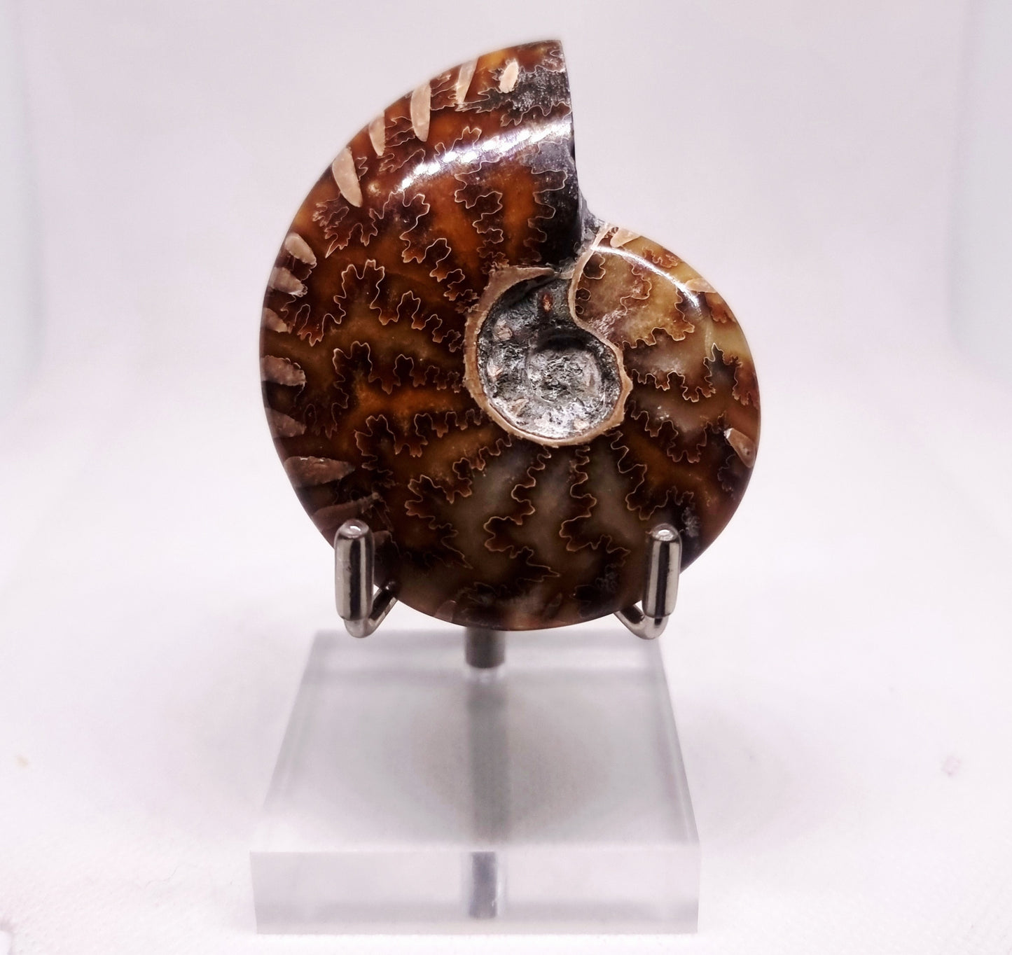 AMMONITE PHYLLOCERAS "JIGSAW" WHOLE FOSSIL 81 g - AURA CLEANSING
