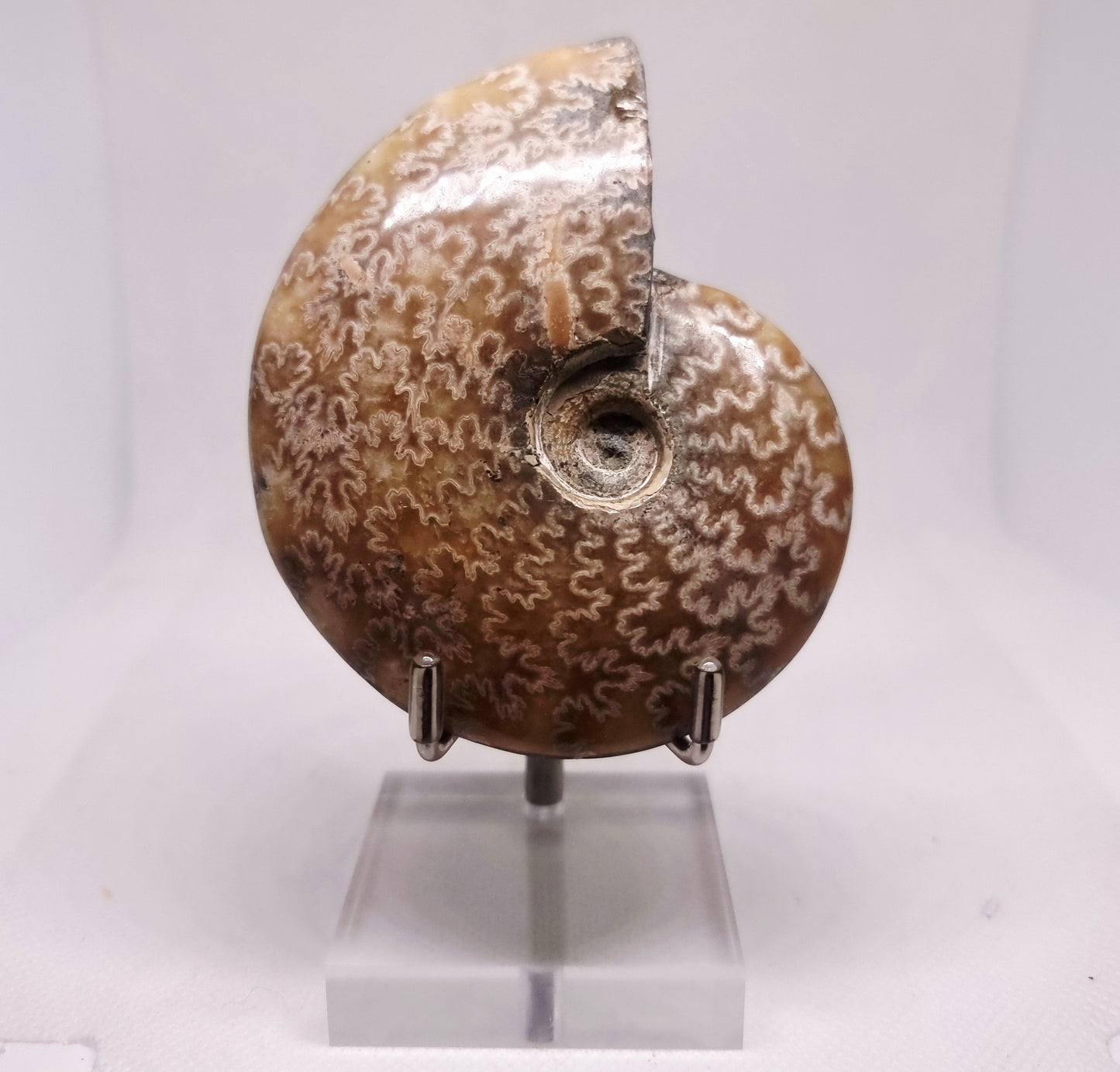 AMMONITE PHYLLOCERAS "JIGSAW" WHOLE FOSSIL 163 g - AURA CLEANSING