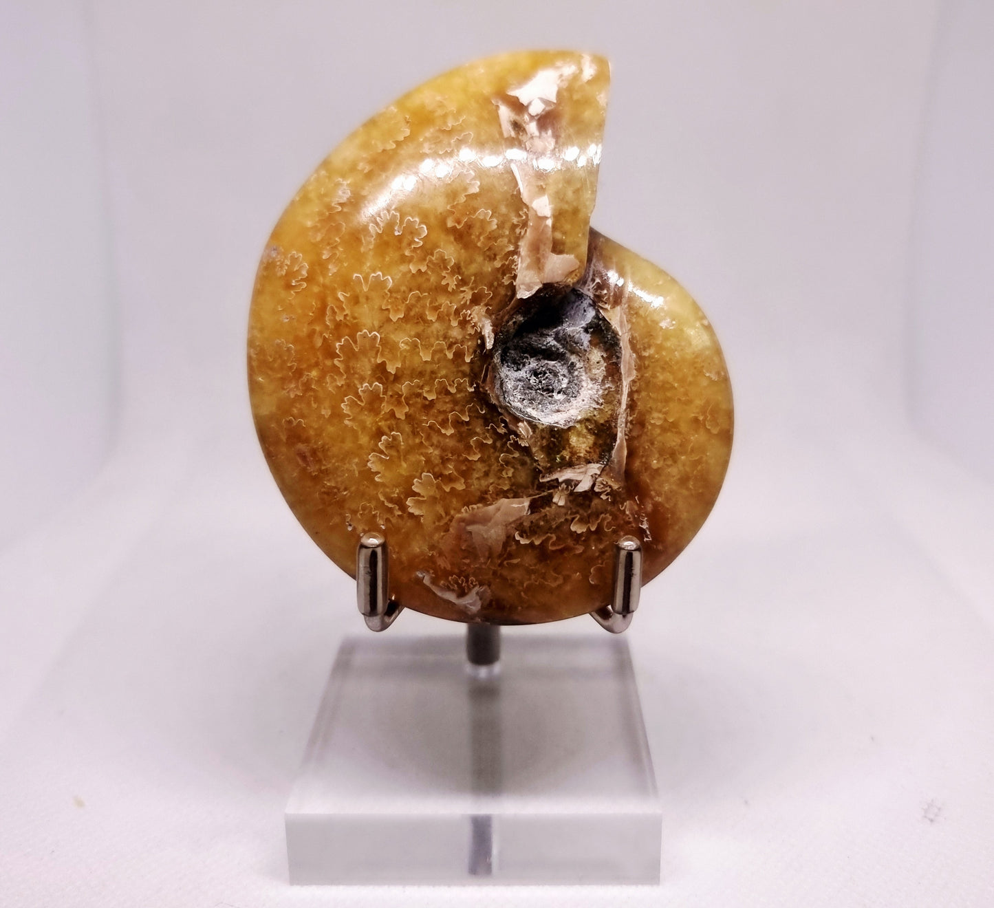 AMMONITE PHYLLOCERAS "JIGSAW" WHOLE FOSSIL - AURA CLEANSING