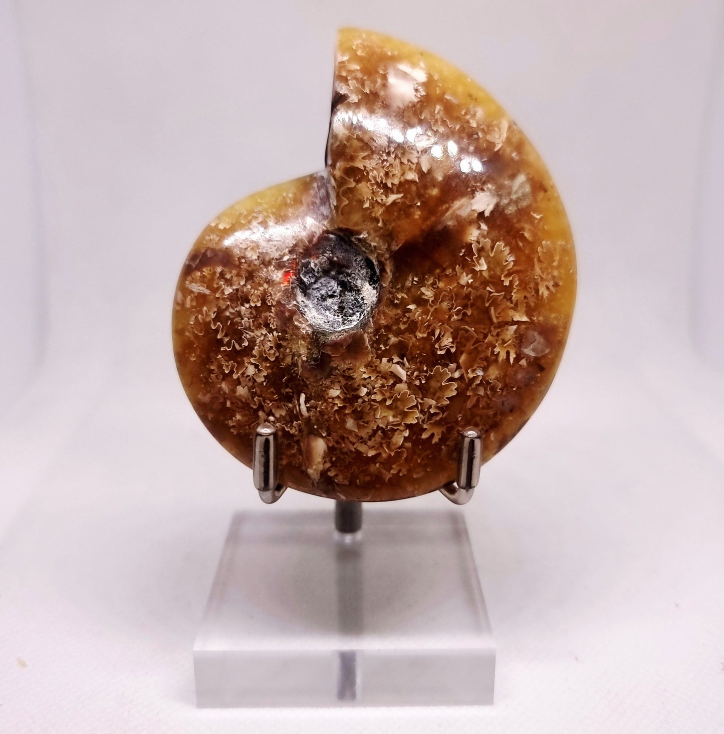 AMMONITE PHYLLOCERAS "JIGSAW" WHOLE FOSSIL - AURA CLEANSING