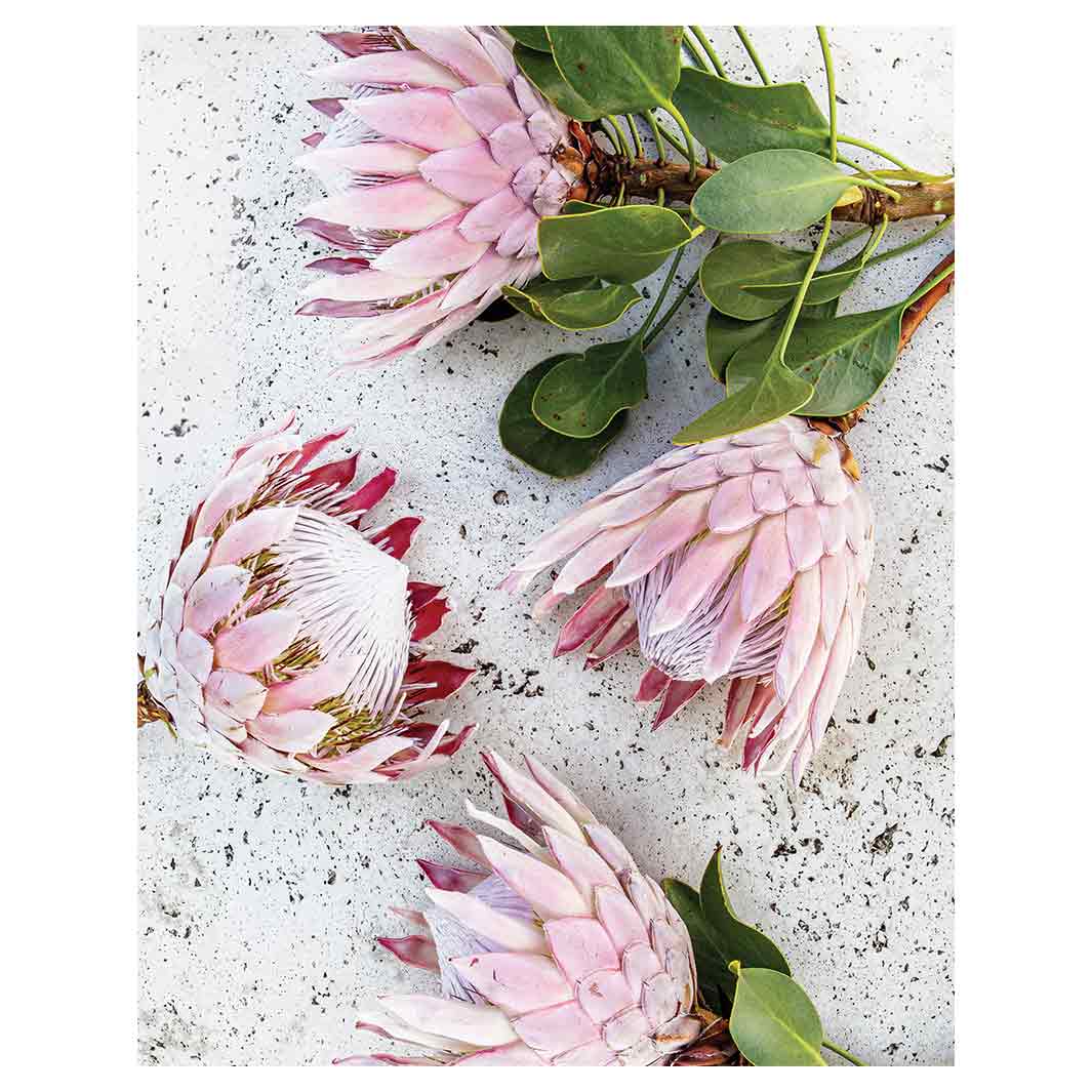 FLORAL PINK PROTEAS ON WHITE FLEECE BLANKET LRG