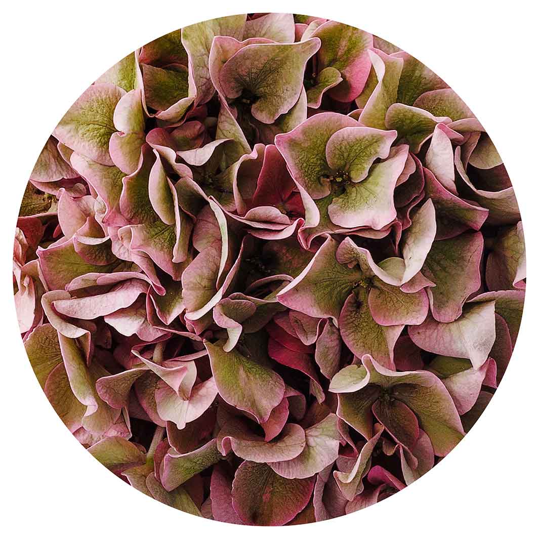 HYDRANGEA DEEP FLORAL TONES ROUND RUG