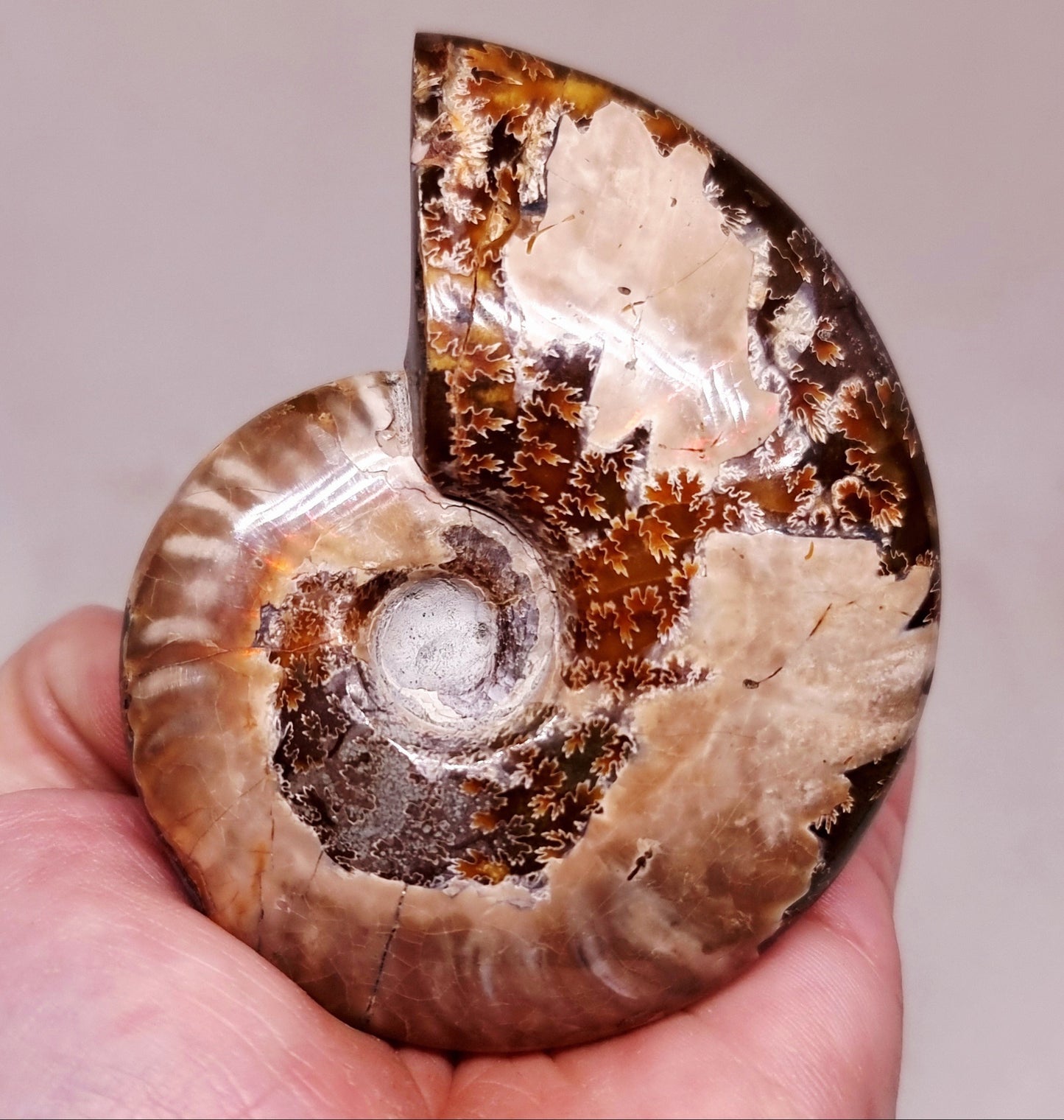 AMMONITE WHOLE FOSSIL FROM MADAGASCAR 141 g - AURA CLEANSING