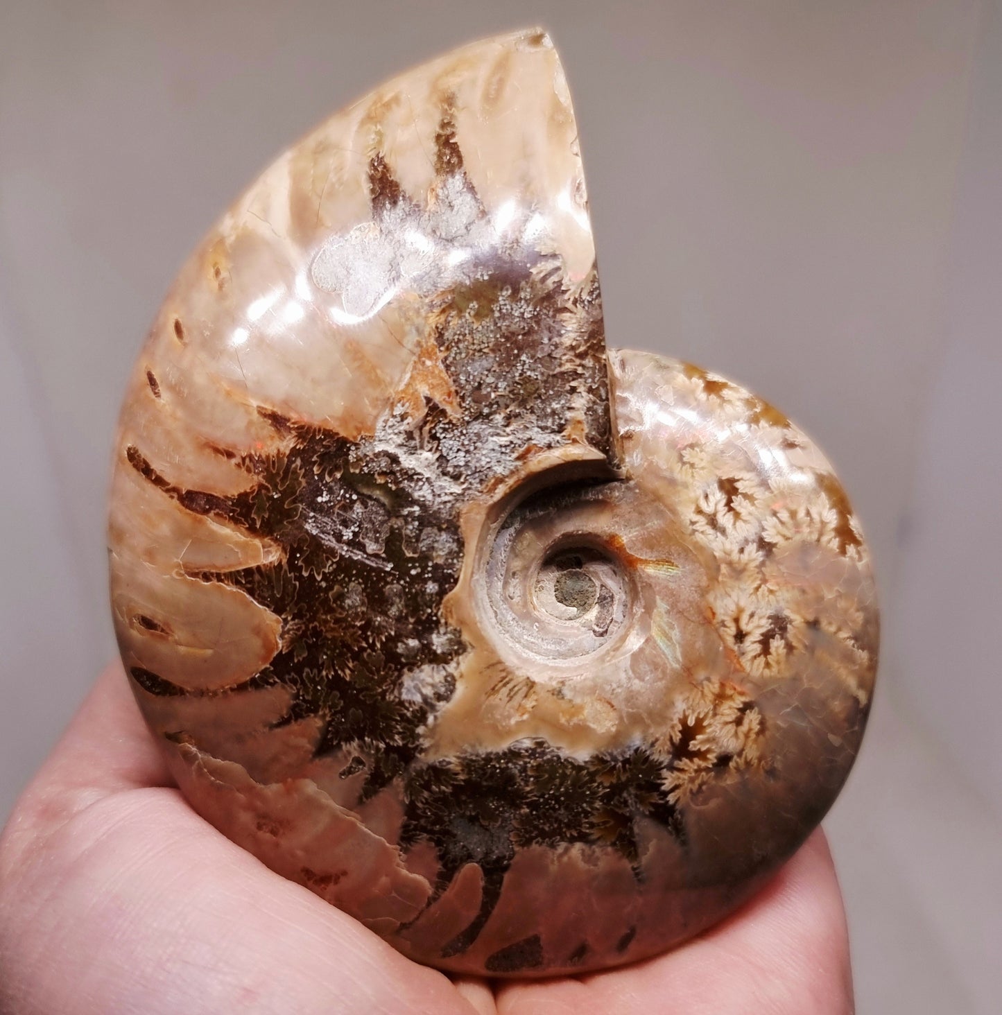 AMMONITE WHOLE FOSSIL FROM MADAGASCAR 227 g - AURA CLEANSING