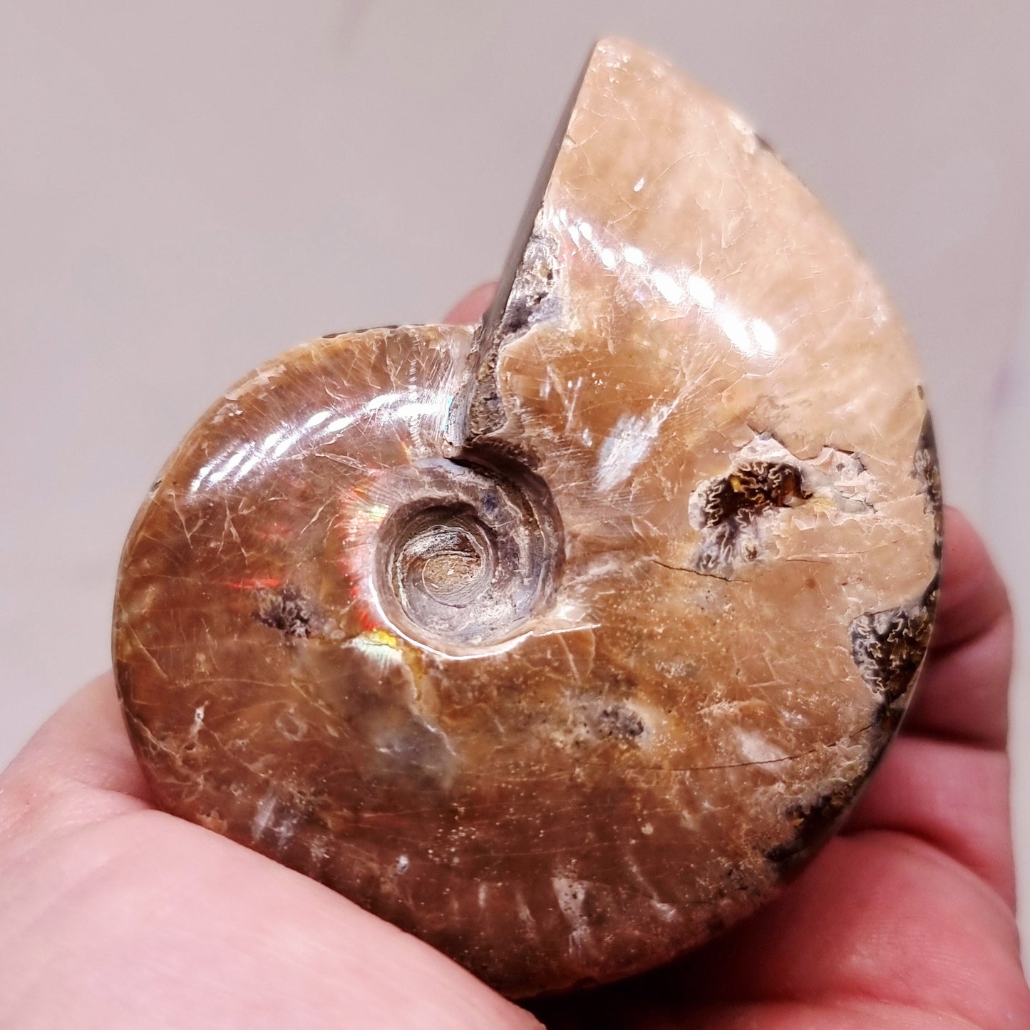 AMMONITE WHOLE FOSSIL FROM MADAGASCAR 104 g - AURA CLEANSING