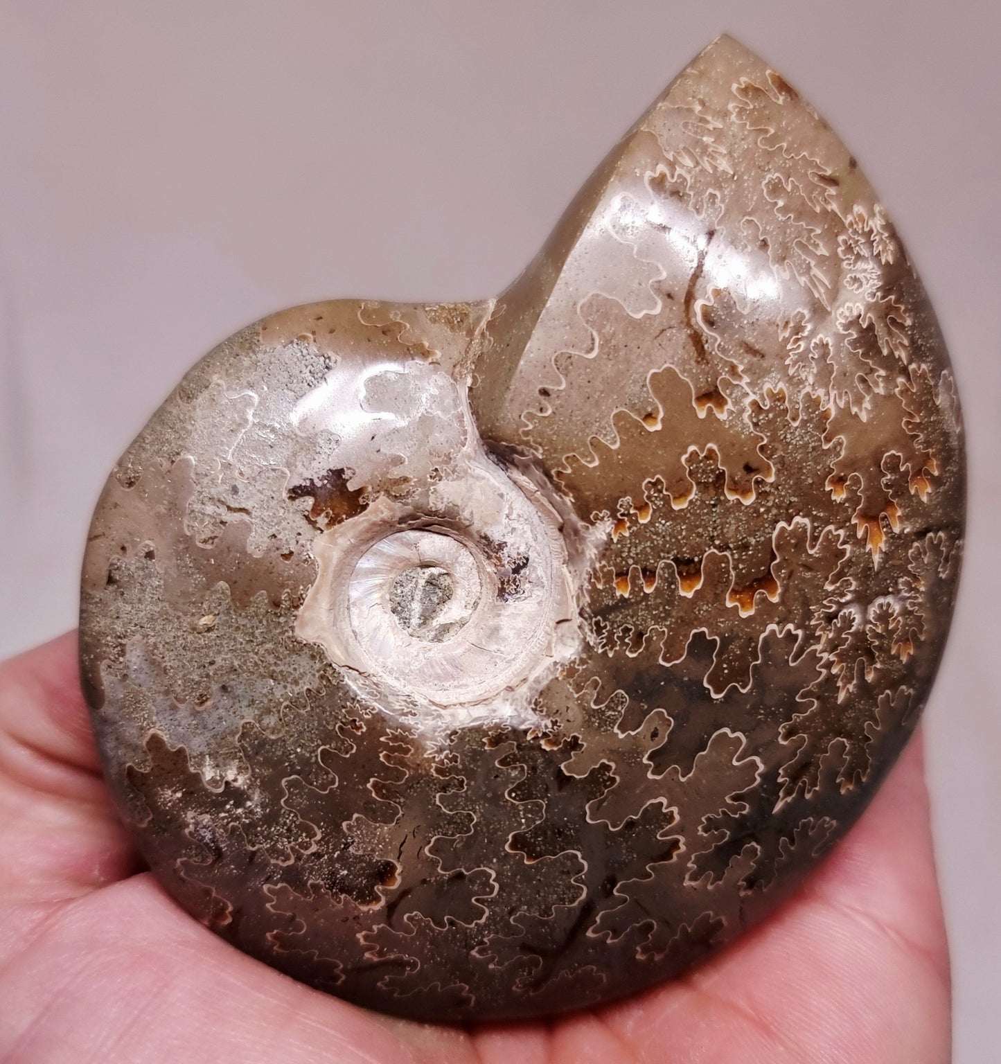 AMMONITE WHOLE FOSSIL FROM MADAGASCAR 192 g - AURA CLEANSING
