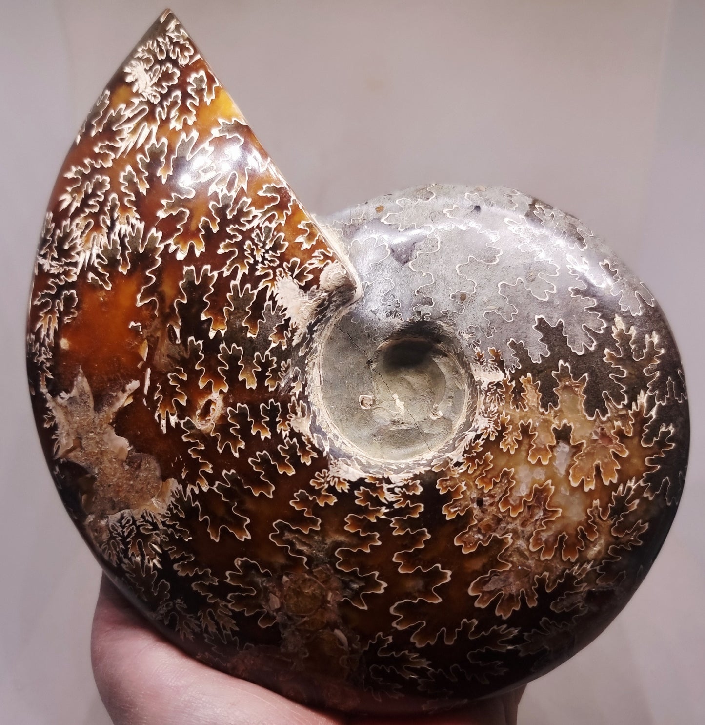 AMMONITE PHYLLOCERAS JIGSAW WHOLE FOSSIL 785 g - AURA CLEANSING
