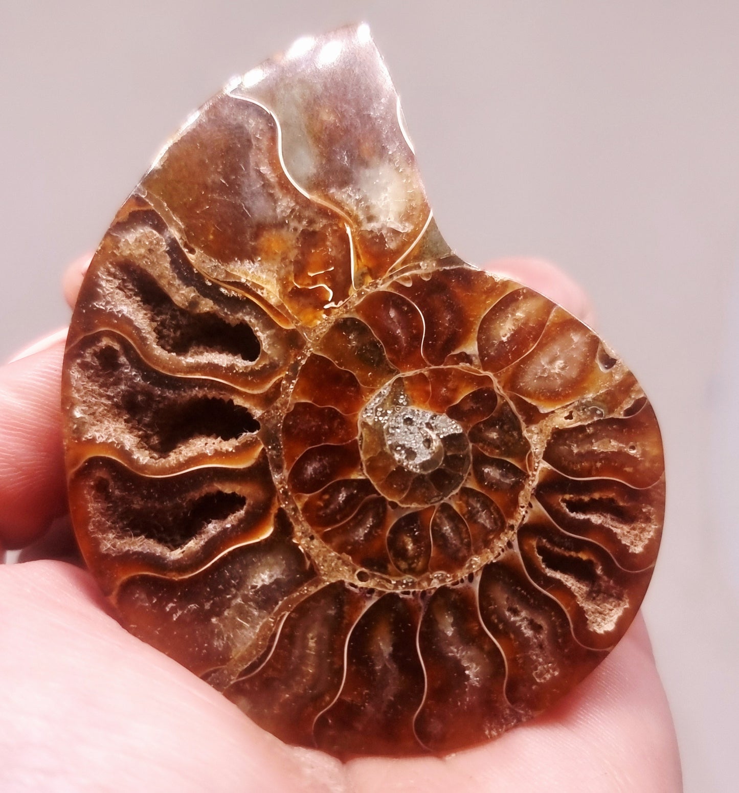 CLEONICERAS AMMONITE HALVE 48 g (A) - AKASHIC RECORDS
