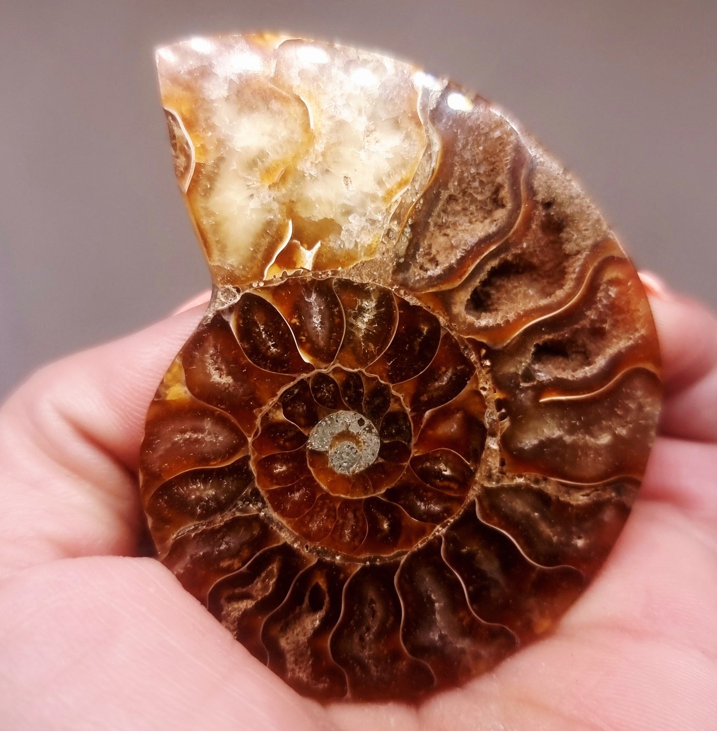 CLEONICERAS AMMONITE HALVE 48 g (B) - AKASHIC RECORDS