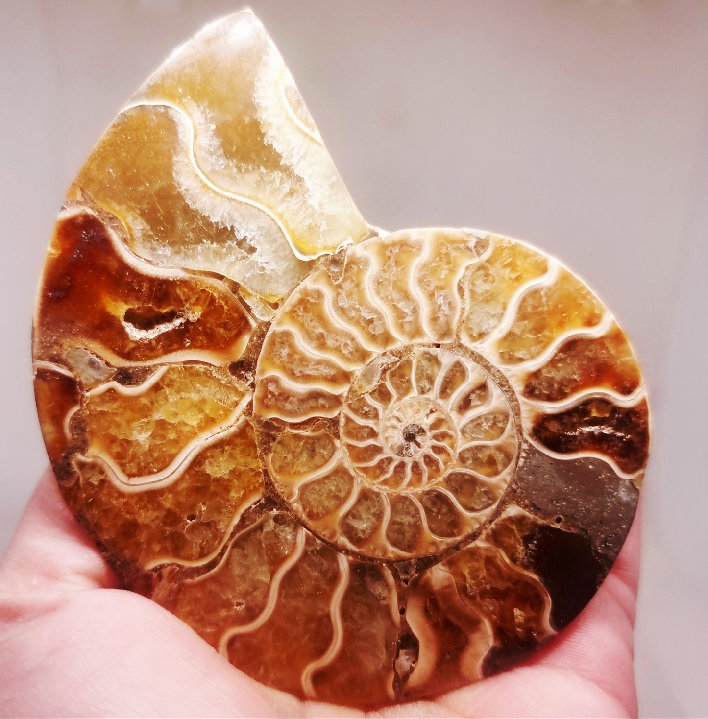 CLEONICERAS AMMONITE HALVE 93 g (B) - AKASHIC RECORDS