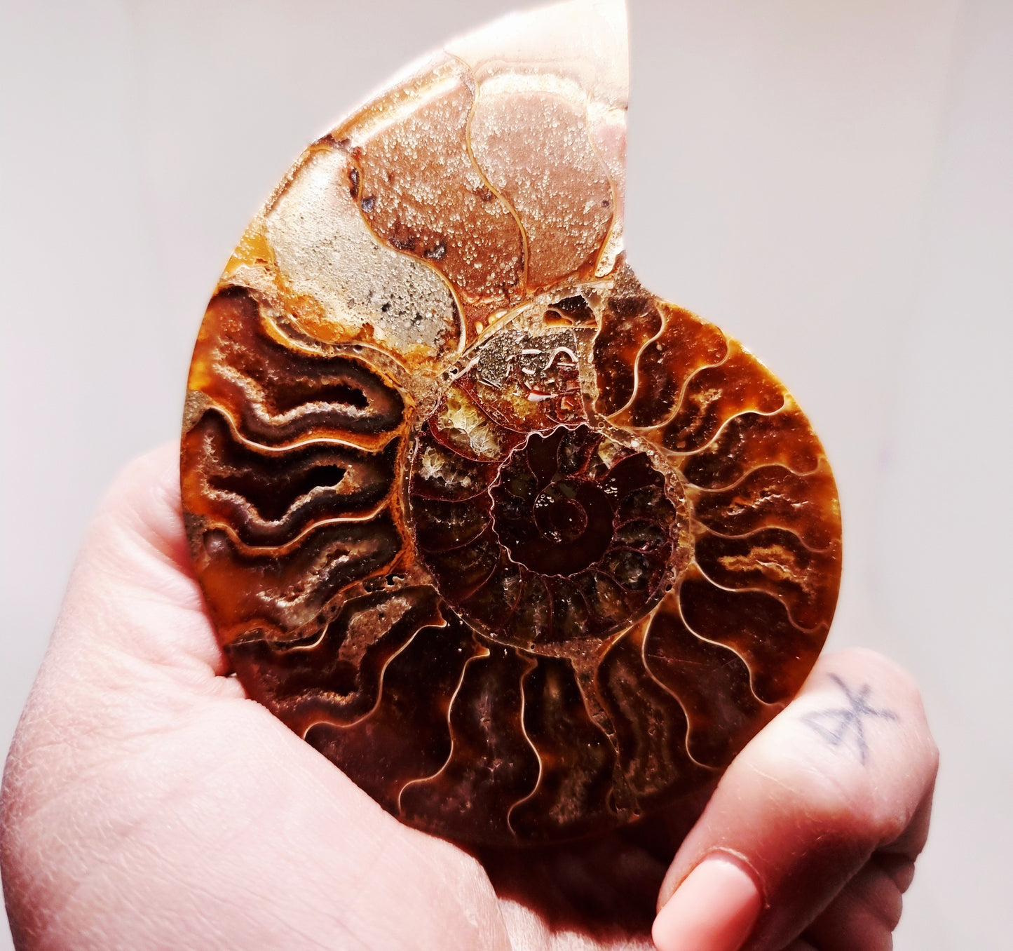 CLEONICERAS AMMONITE HALVE 63 g (B) - AKASHIC RECORDS