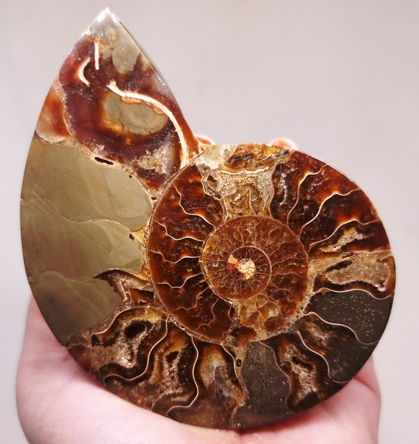 CLEONICERAS AMMONITE HALVE 99 g (A) - AKASHIC RECORDS
