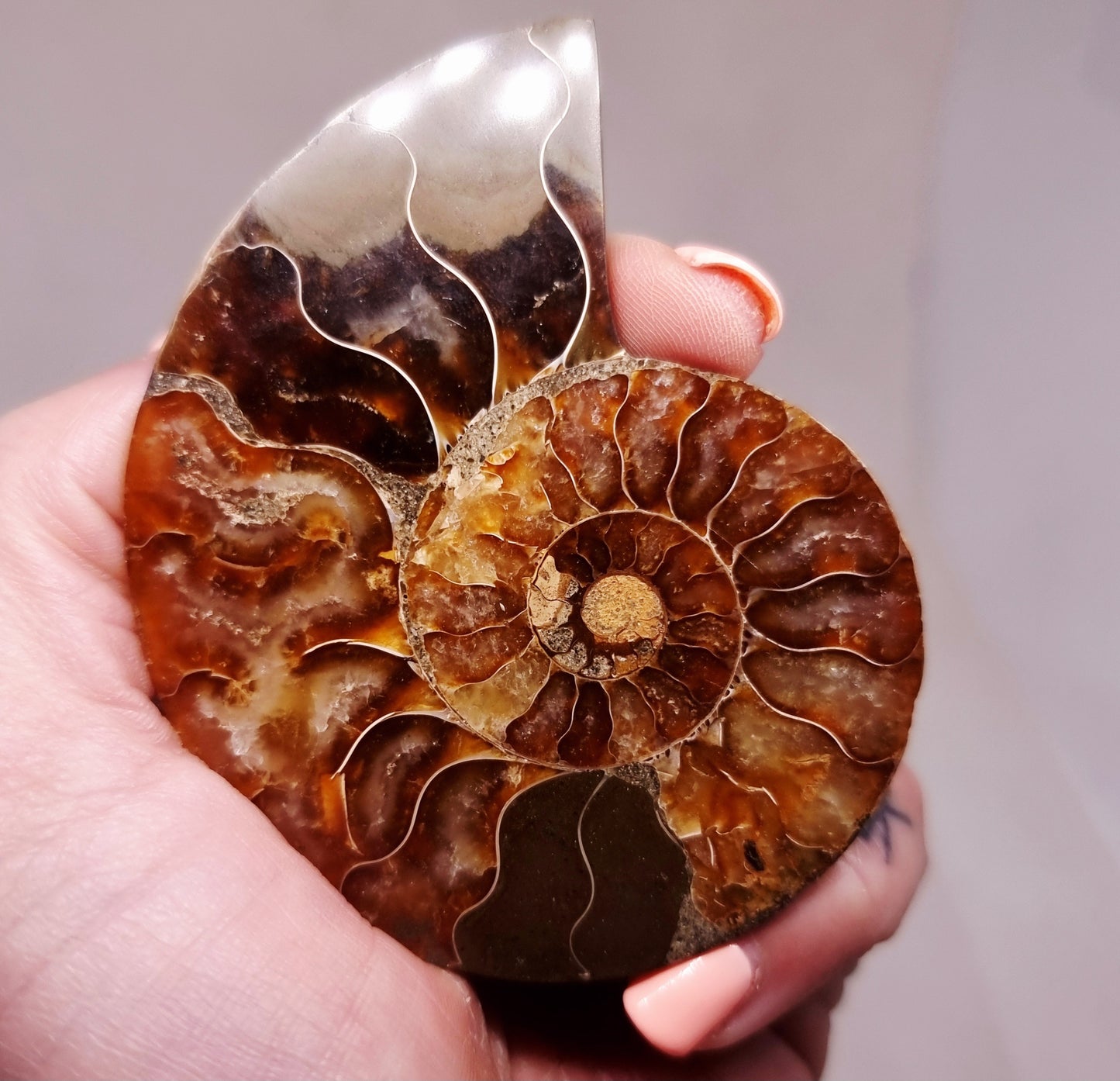CLEONICERAS AMMONITE HALVE 60 g (A) - ANCIENT WISDOM