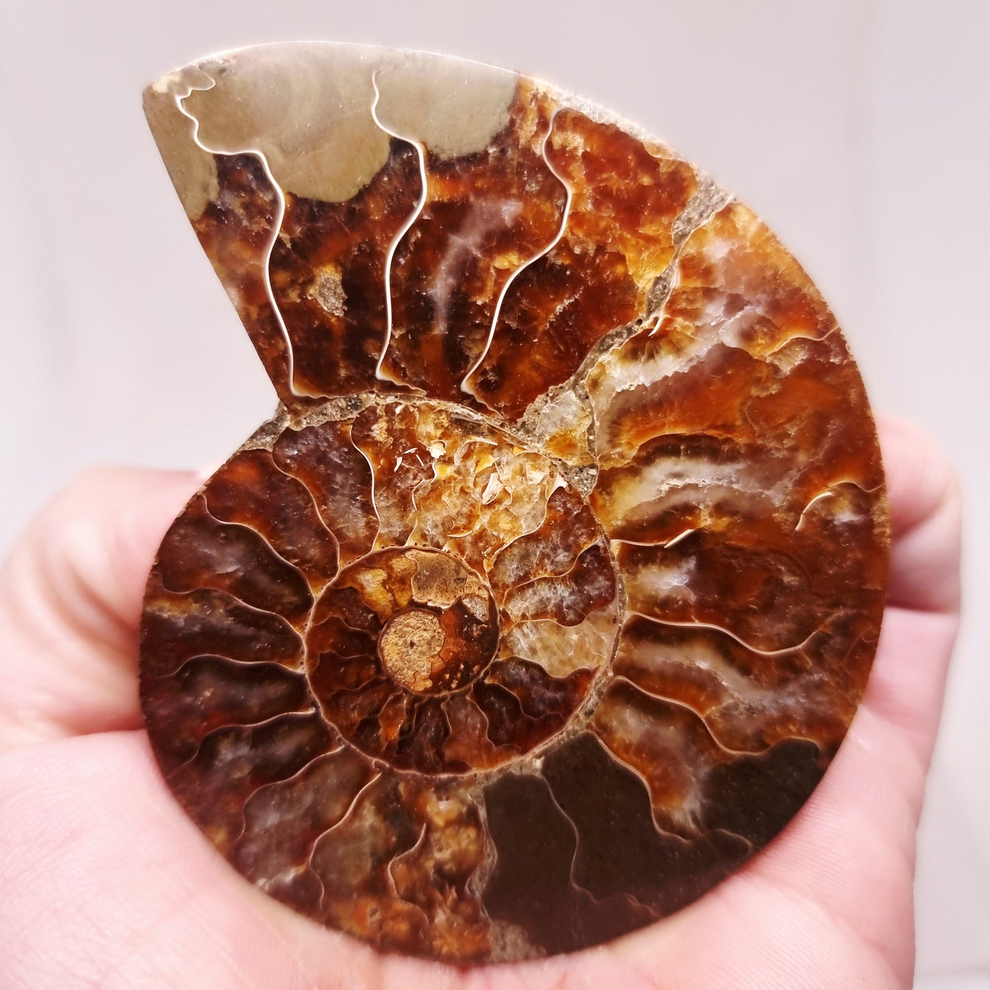 CLEONICERAS AMMONITE HALVE 60 g (B) - ANCIENT WISDOM