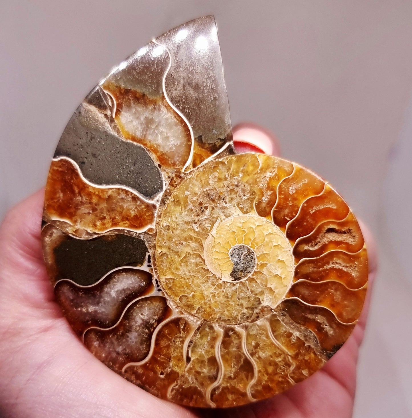 CLEONICERAS AMMONITE HALVE 68 g (A) - ANCIENT WISDOM