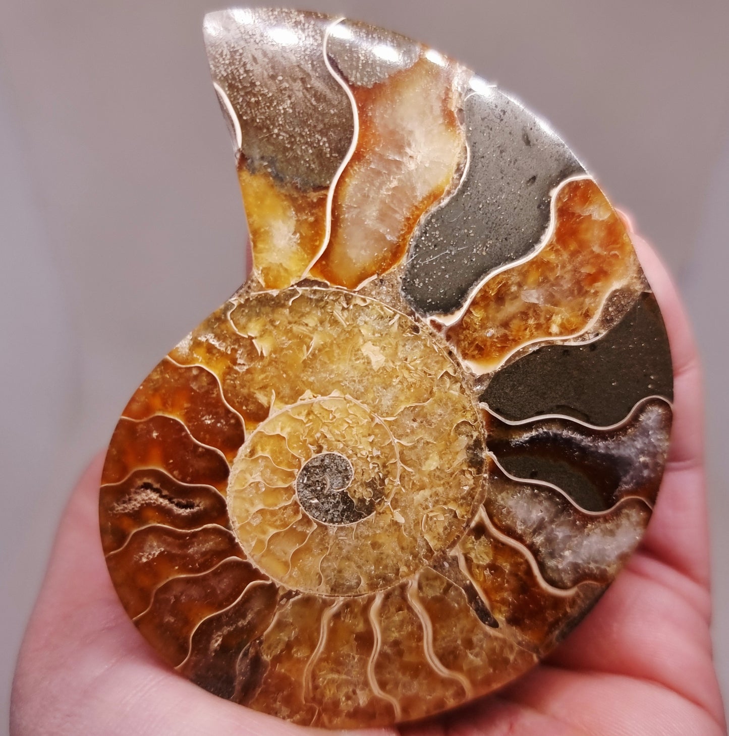 CLEONICERAS AMMONITE HALVE 68 g (B) - ANCIENT WISDOM