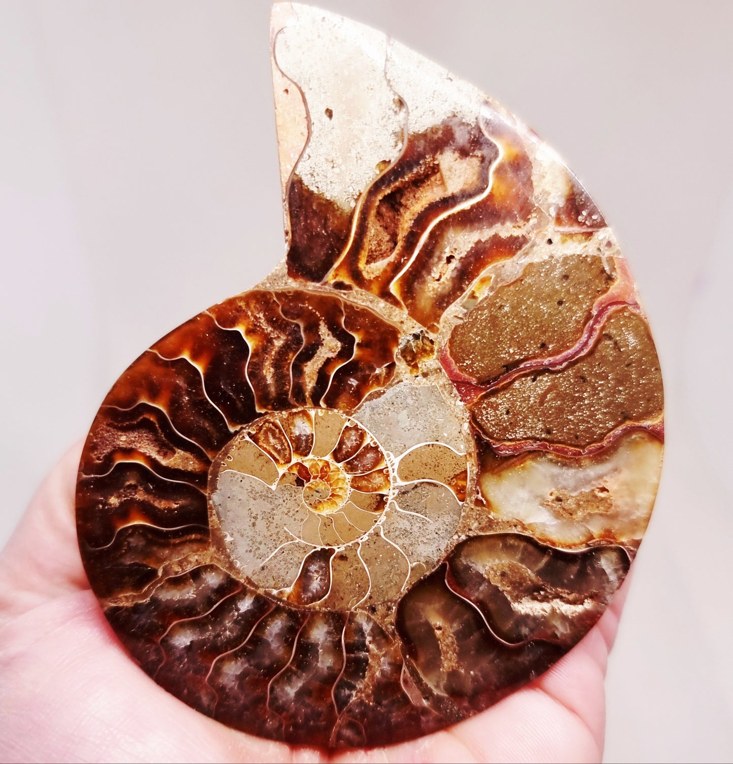 CLEONICERAS AMMONITE HALVE 74 g - ANCIENT WISDOM