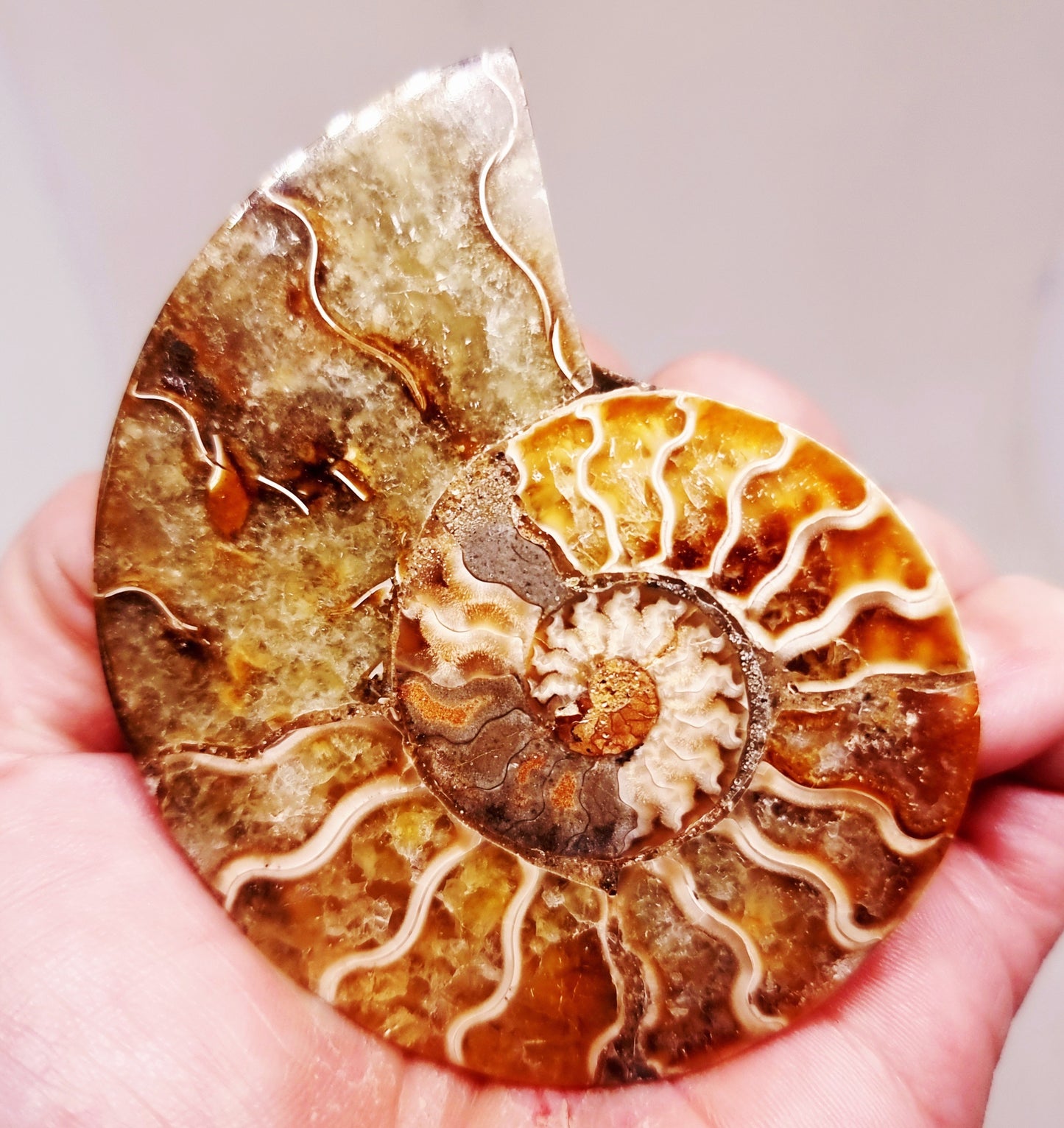 CLEONICERAS AMMONITE HALVE 54 g (A) - ANCIENT WISDOM