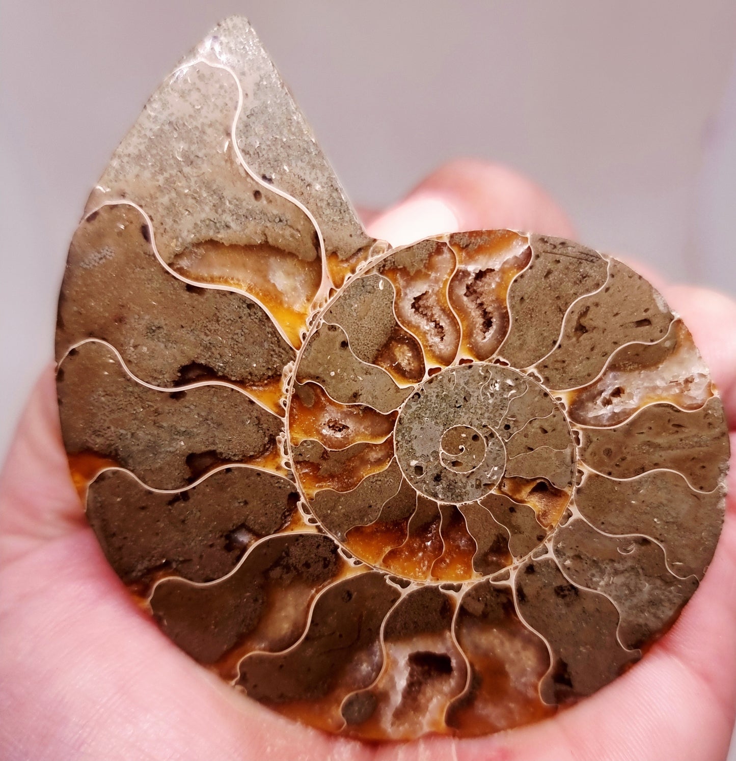 CLEONICERAS AMMONITE HALVE 58 g (A) - ANCIENT WISDOM