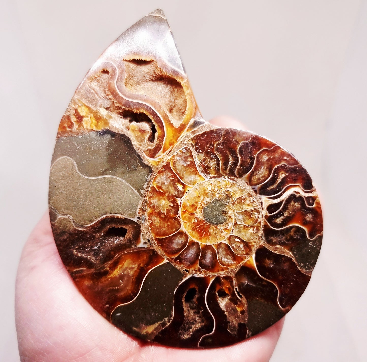 CLEONICERAS AMMONITE HALVE 104 g (A) - ANCIENT WISDOM