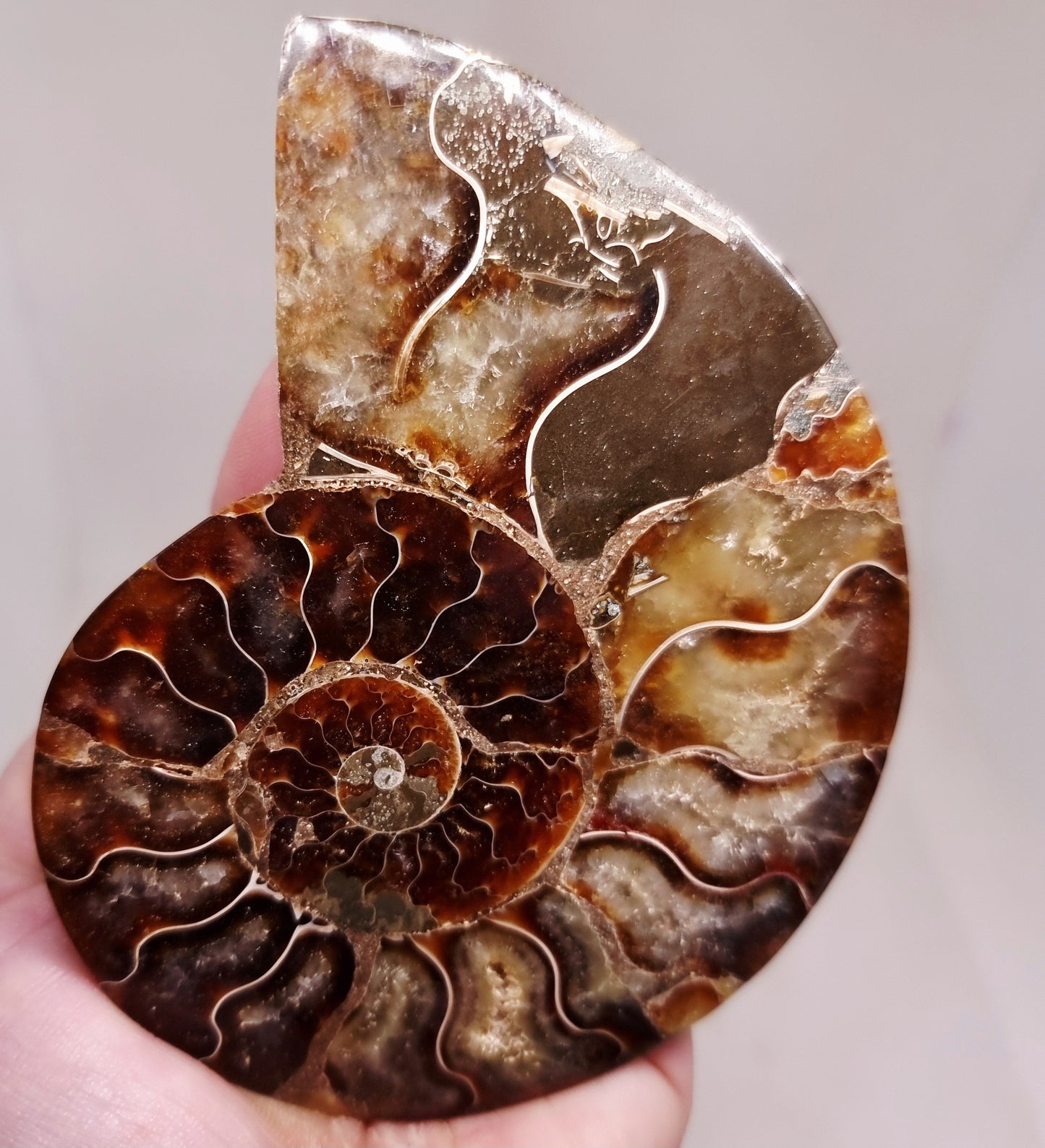 CLEONICERAS AMMONITE HALVE 134 g (B) - ANCIENT WISDOM