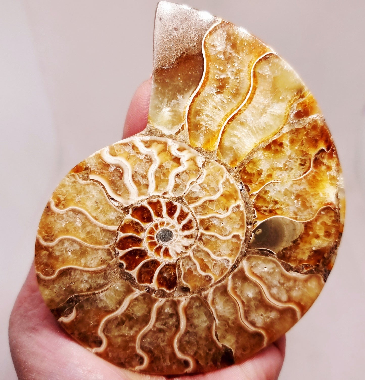 CLEONICERAS AMMONITE HALVE 142 g (B) - ANCIENT WISDOM