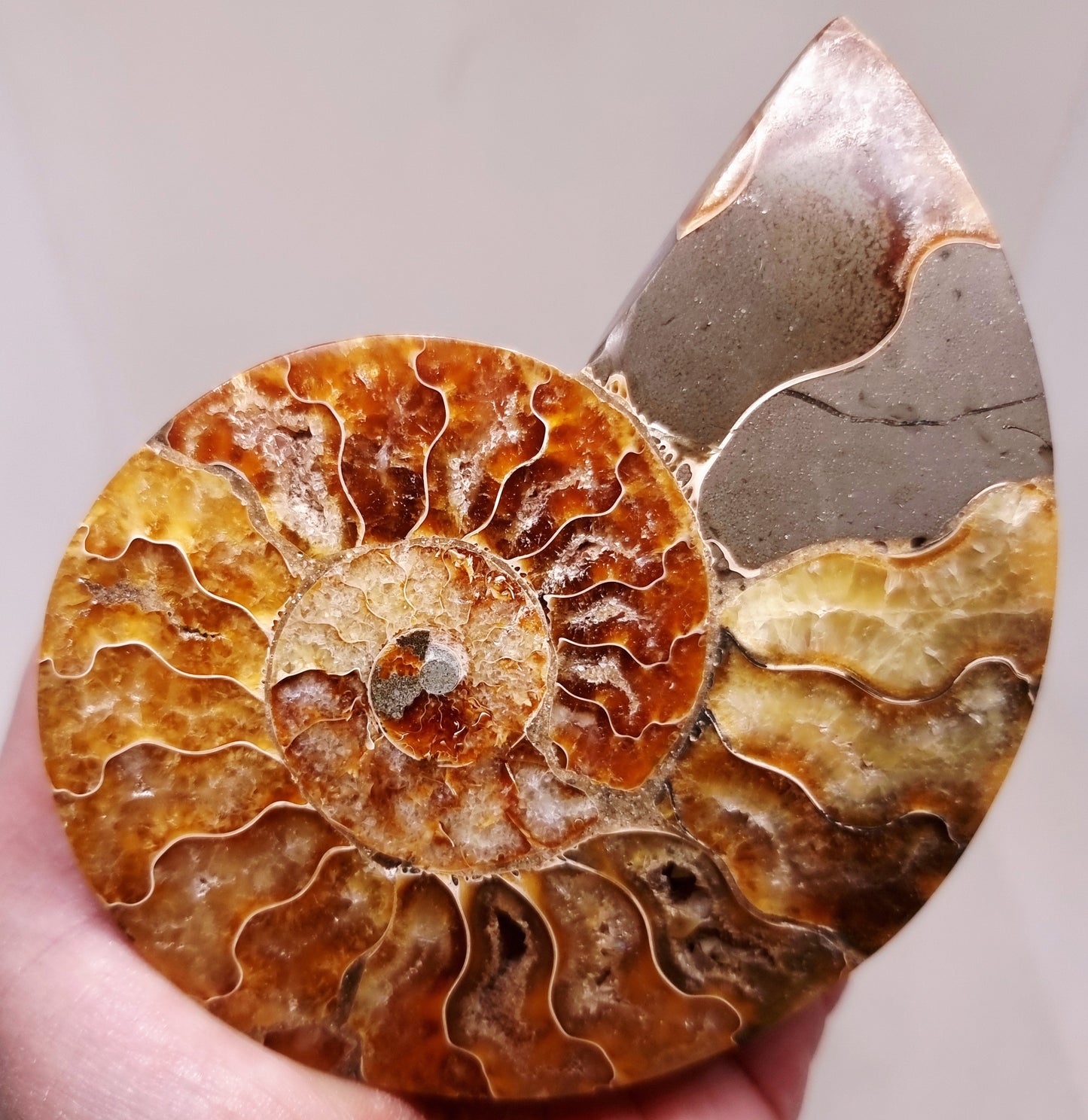 CLEONICERAS AMMONITE HALVE 132 g (B) - ANCIENT WISDOM