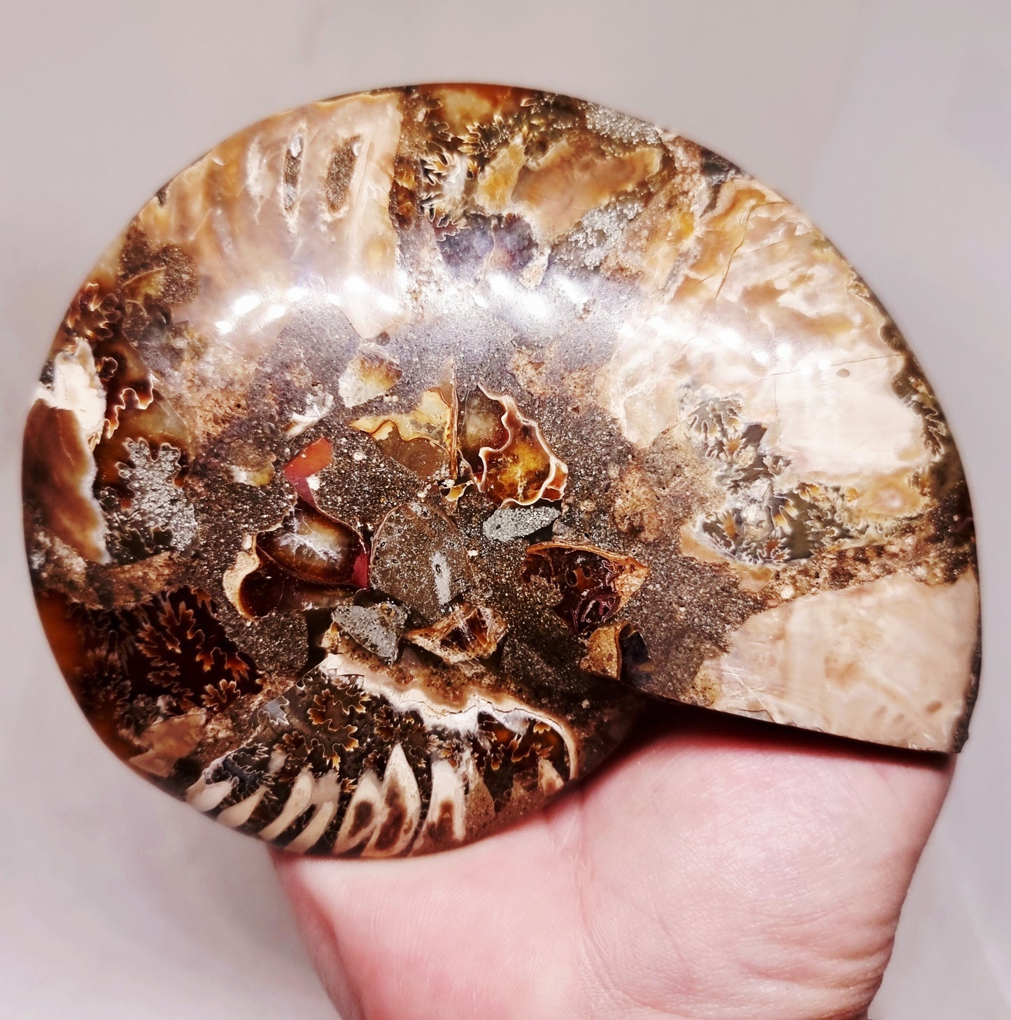 CLEONICERAS AMMONITE HALVE 221 g (B) - ANCIENT WISDOM